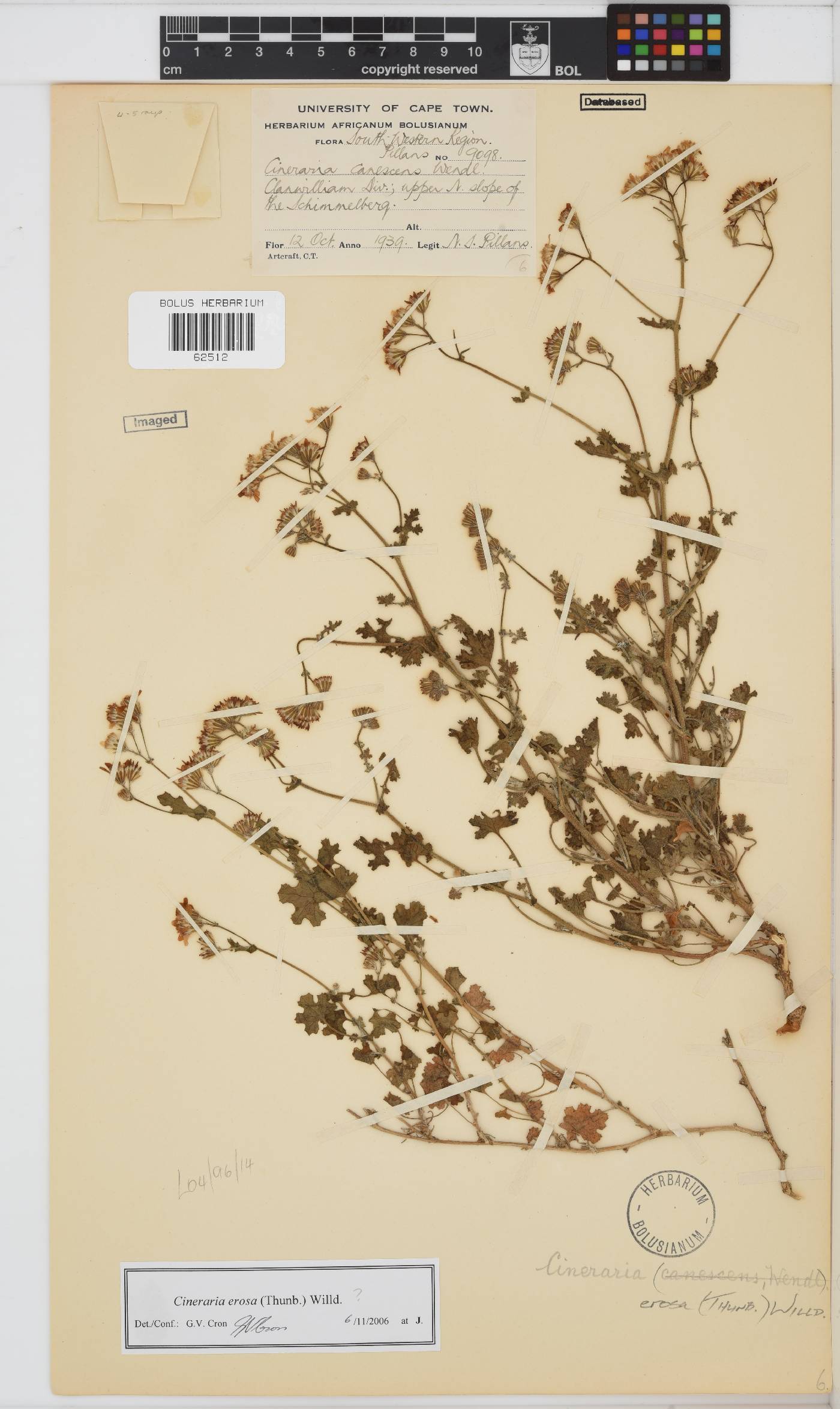 Cineraria erosa image