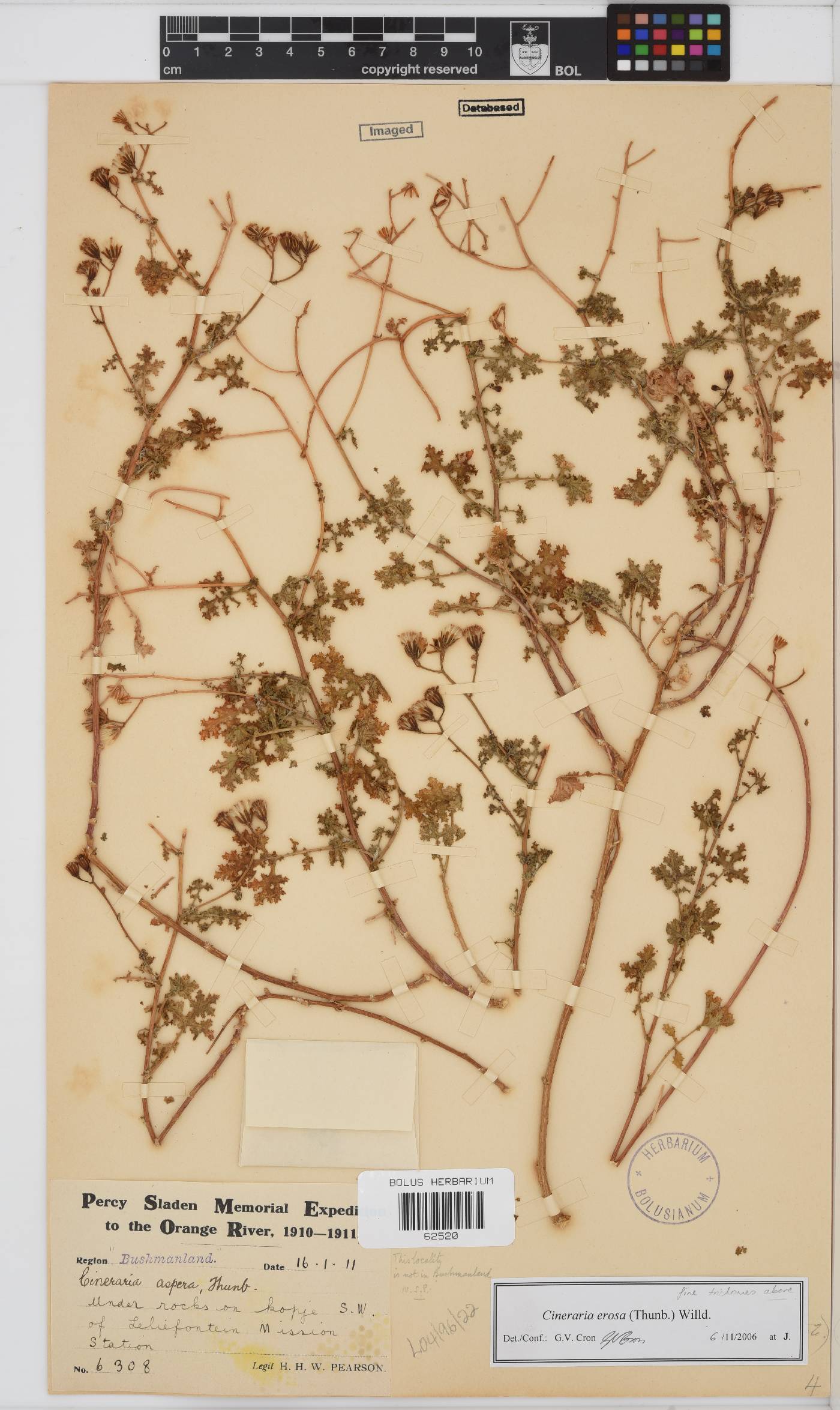Cineraria erosa image