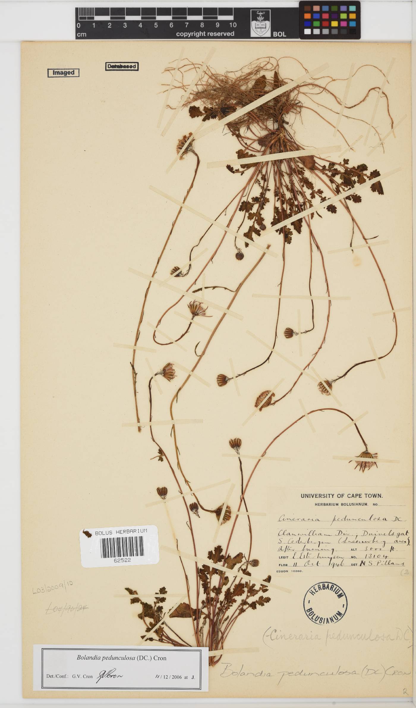 Bolandia pedunculosa image