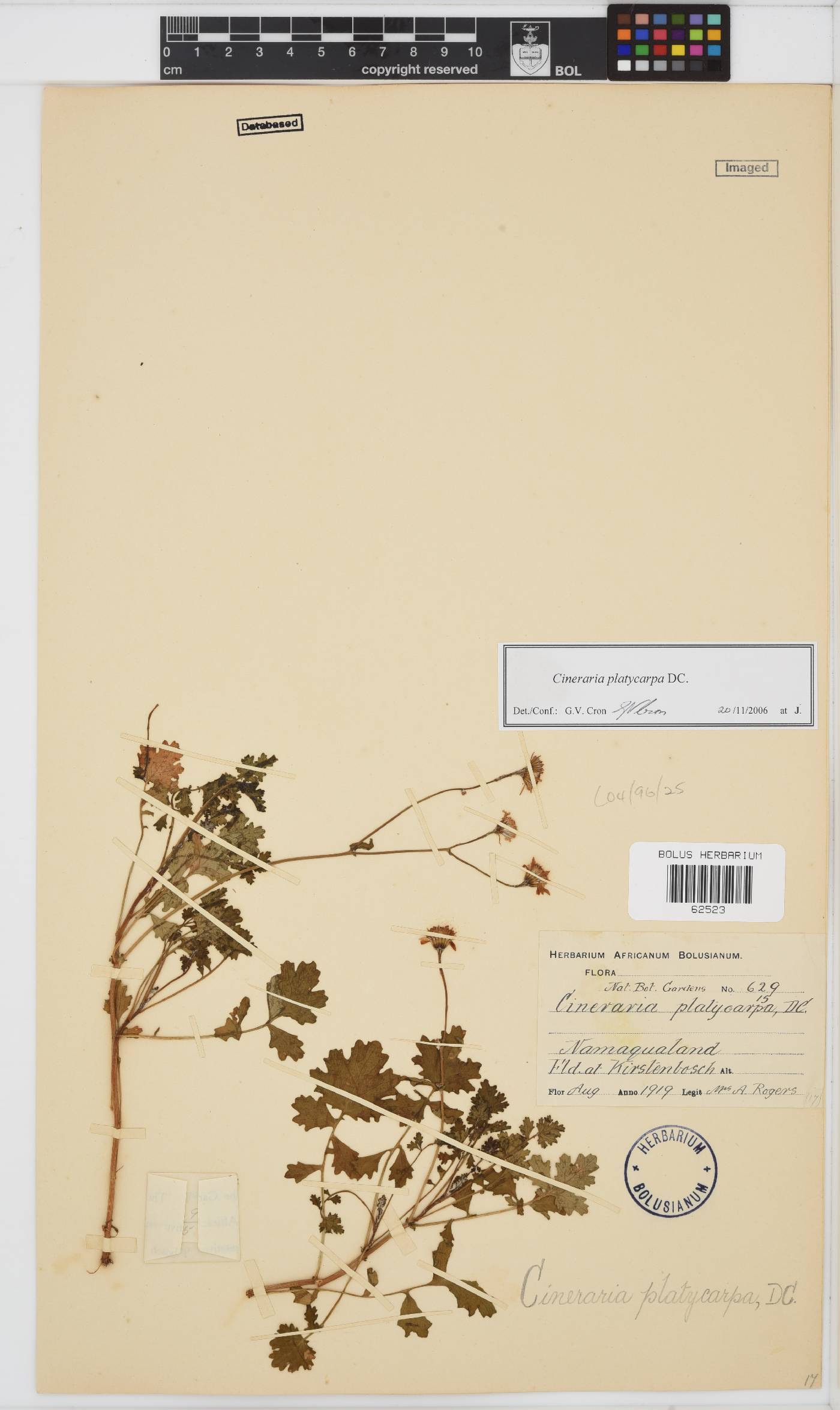 Cineraria platycarpa image