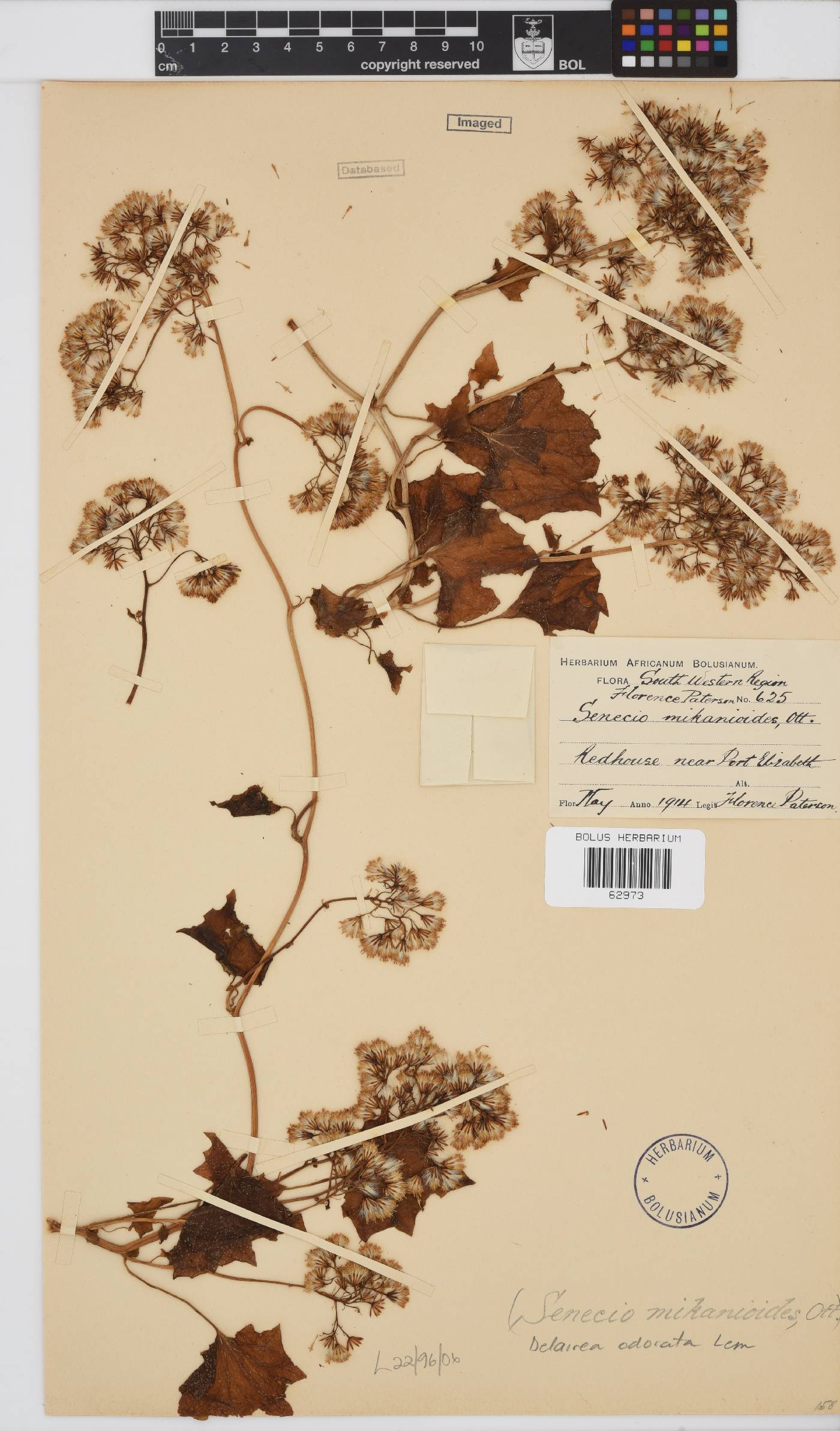 Delairea odorata image