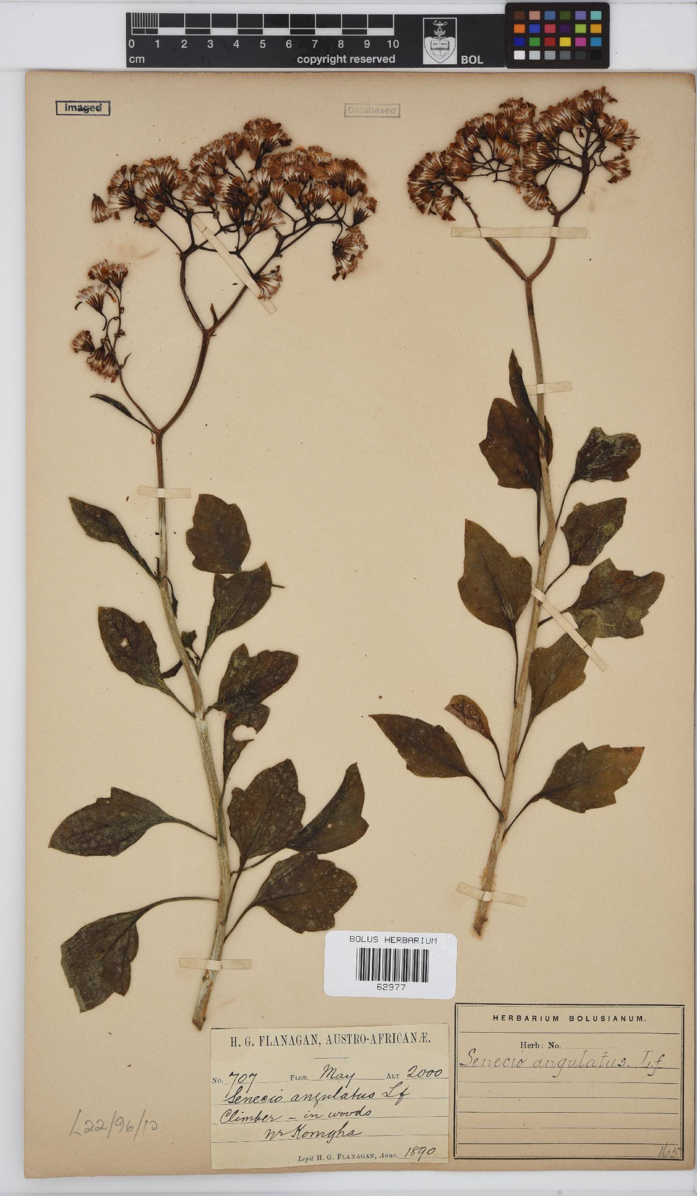 Senecio angulatus image