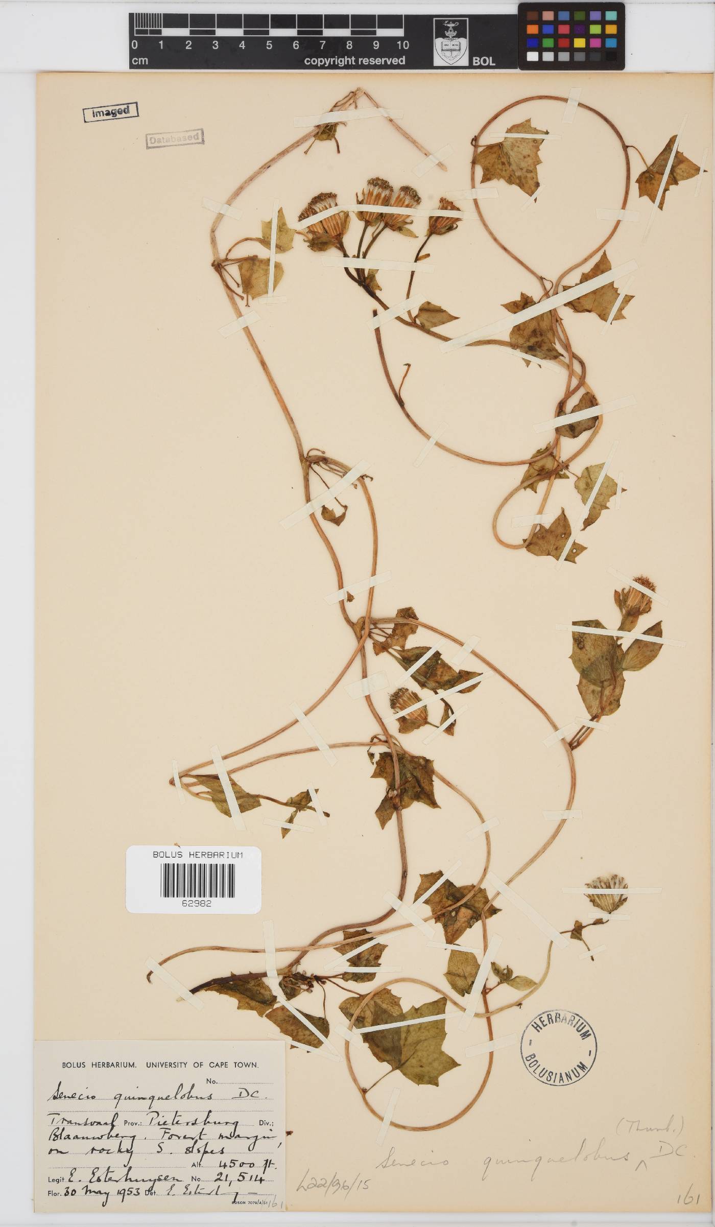 Senecio quinquelobus image