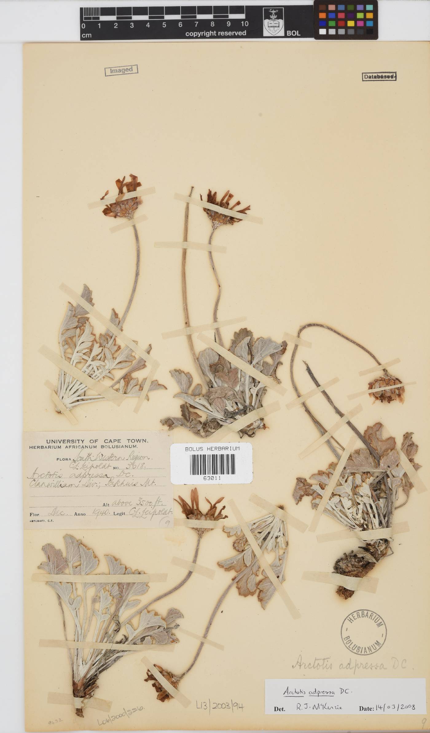 Arctotis adpressa image