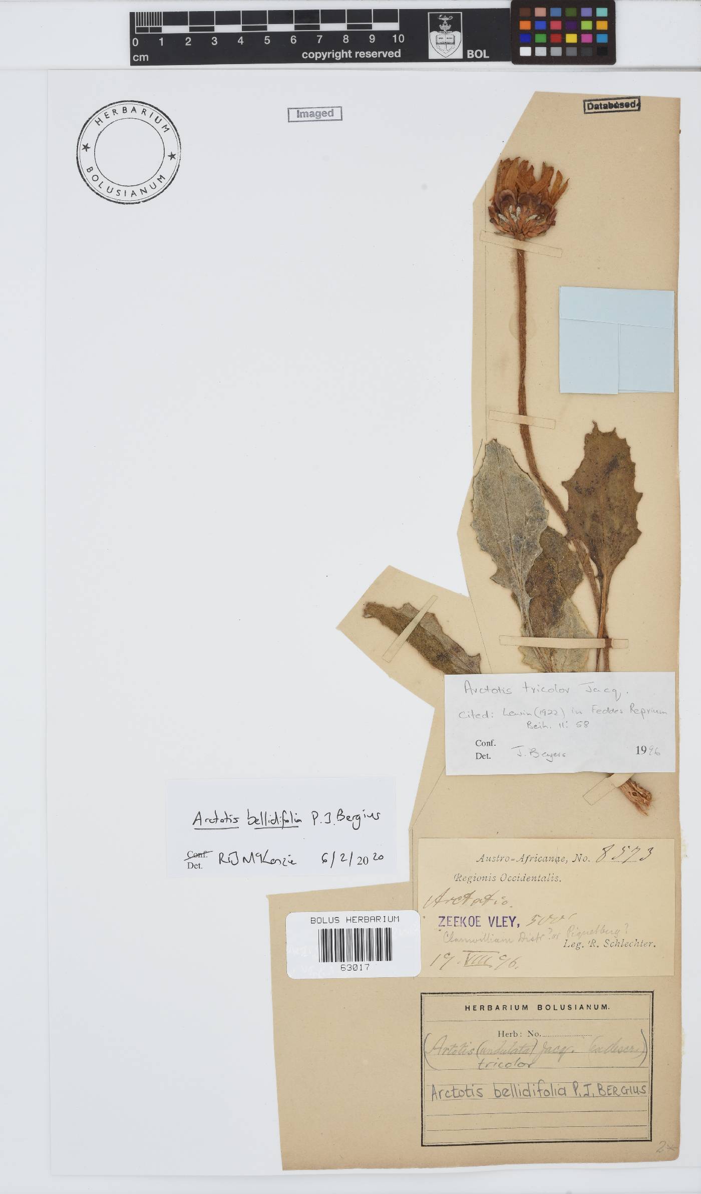 Arctotis bellidifolia image