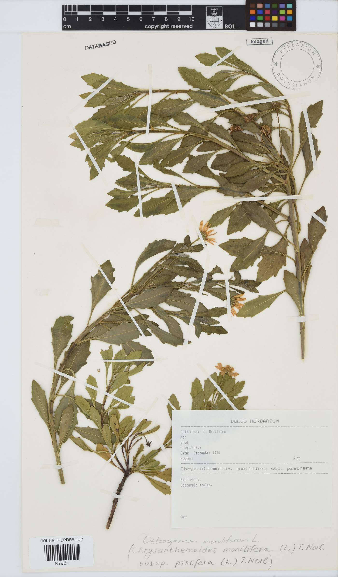 Osteospermum moniliferum subsp. pisiferum image