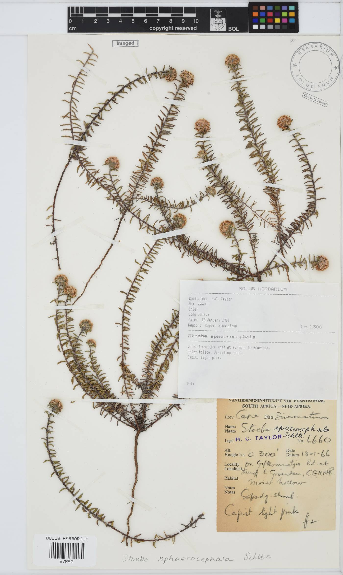 Stoebe cyathuloides image