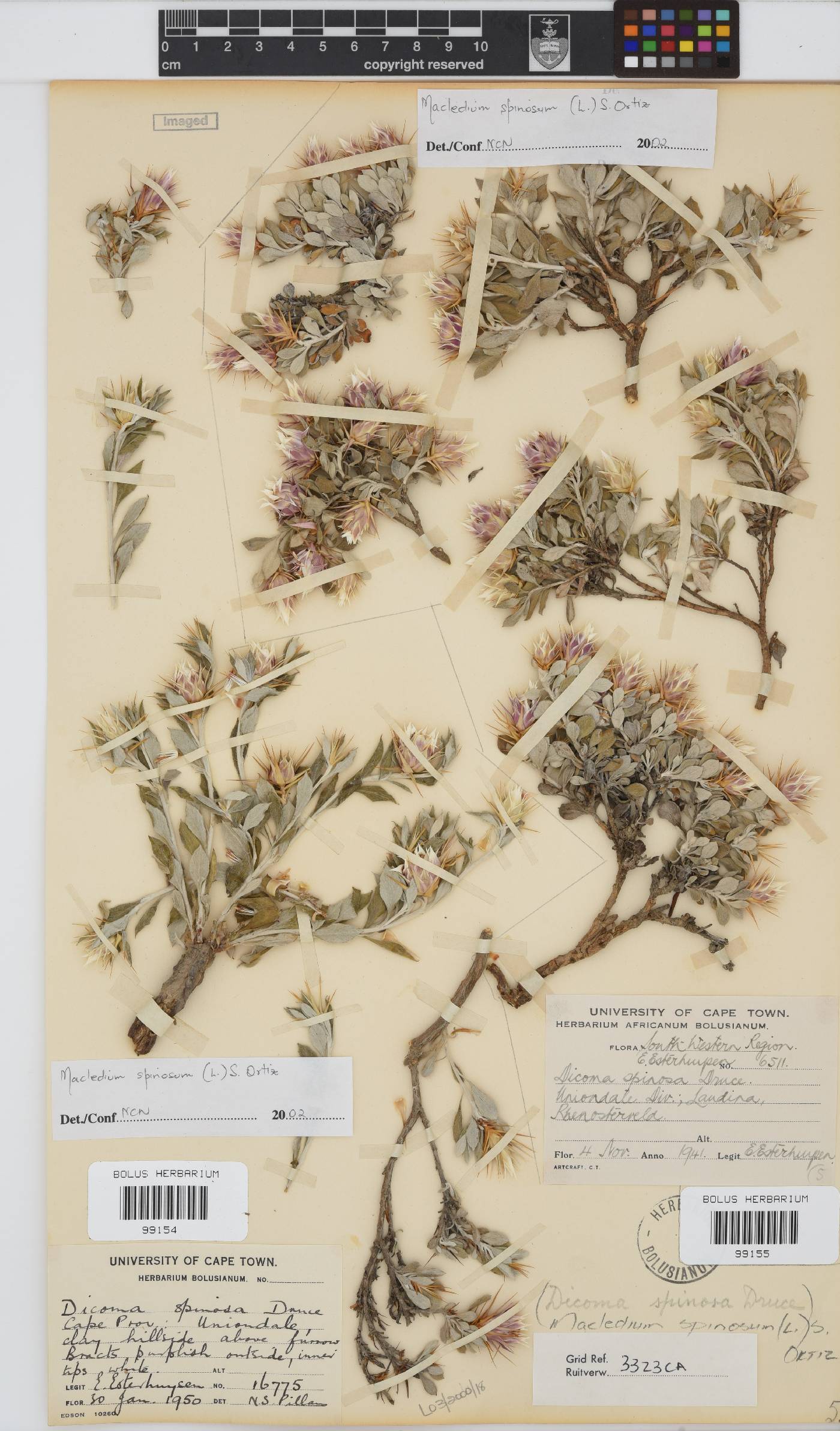 Macledium spinosum image