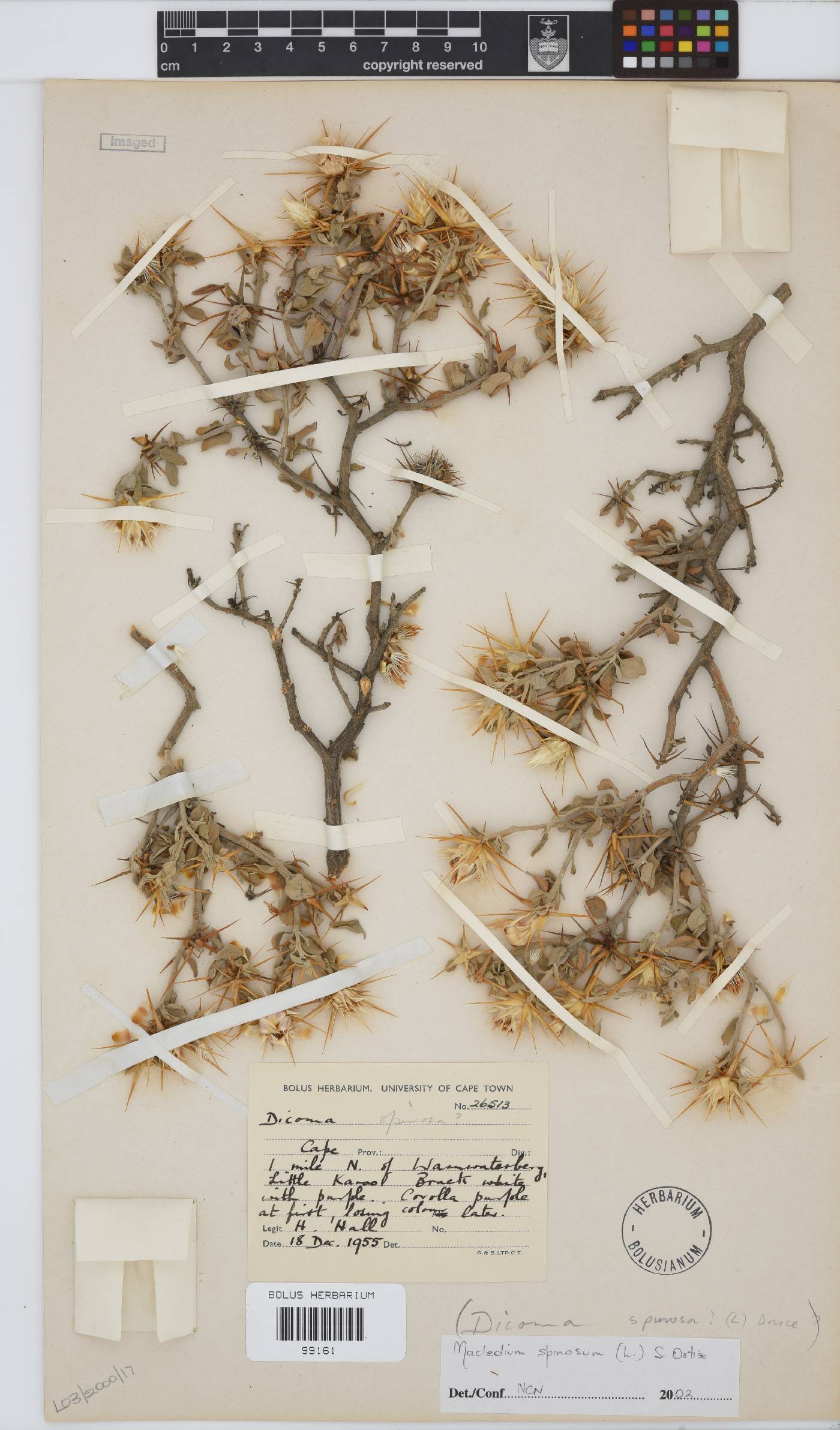 Macledium spinosum image