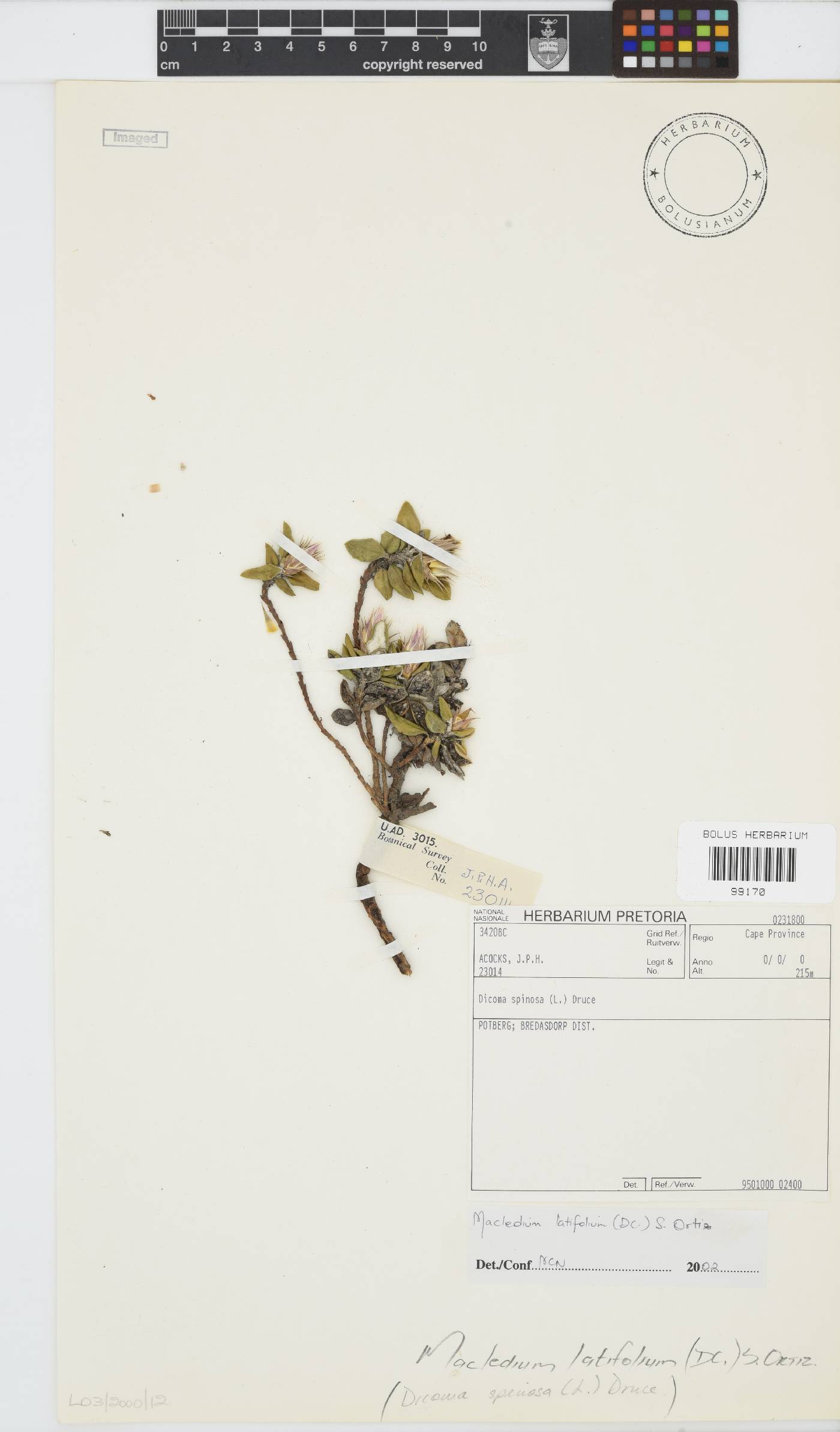 Macledium latifolium image