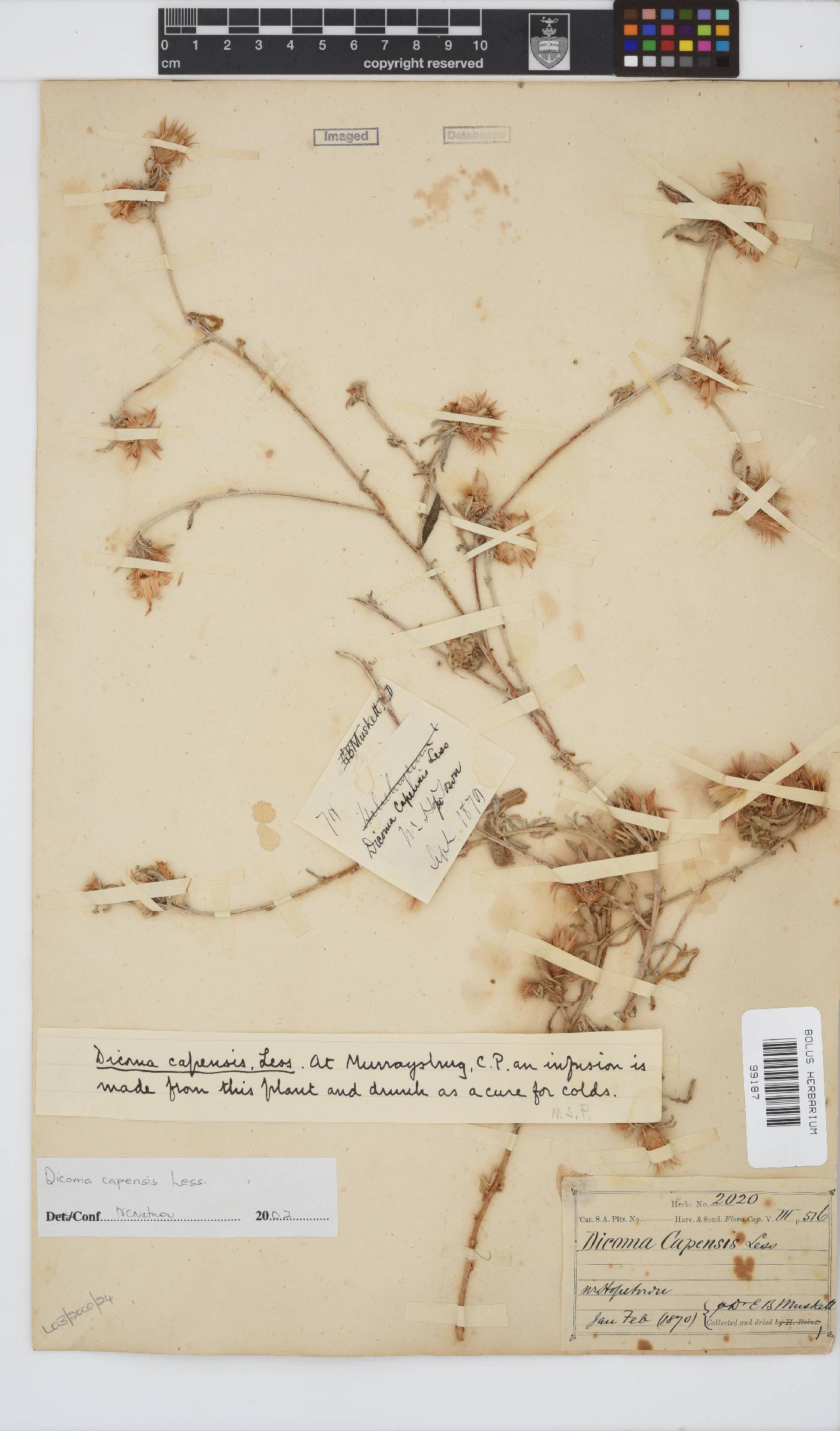 Dicoma capensis image