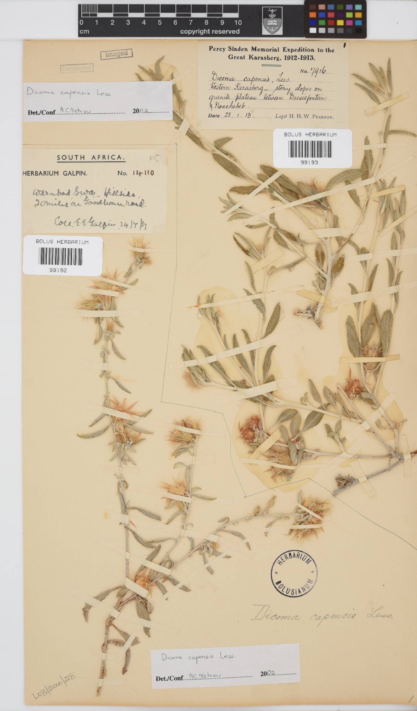Dicoma capensis image