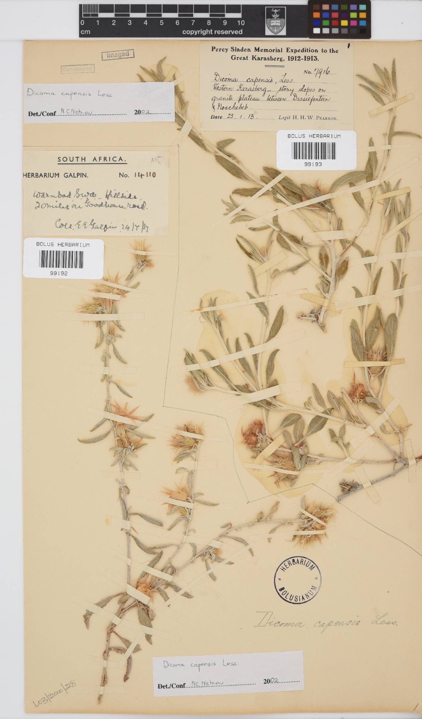 Dicoma capensis image