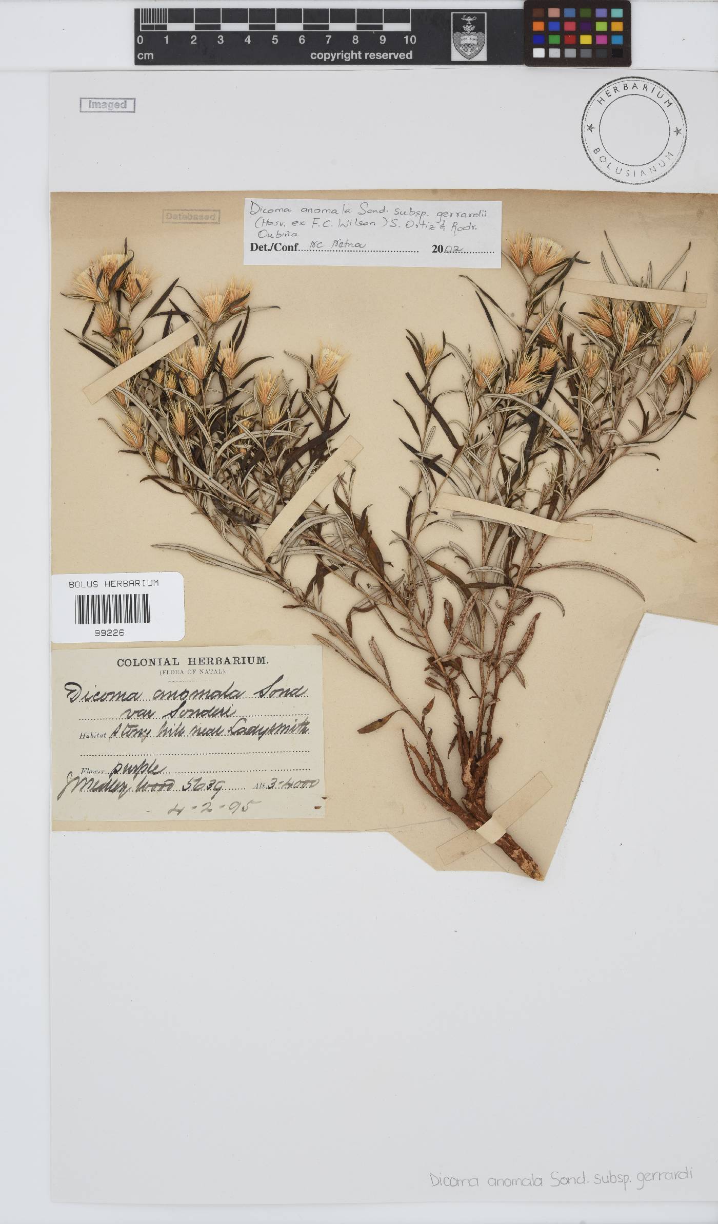 Dicoma anomala subsp. gerrardii image