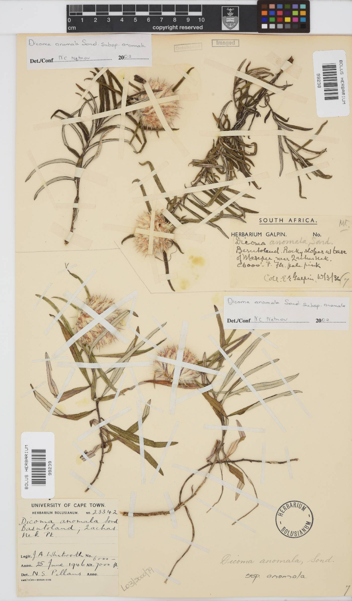 Dicoma anomala image