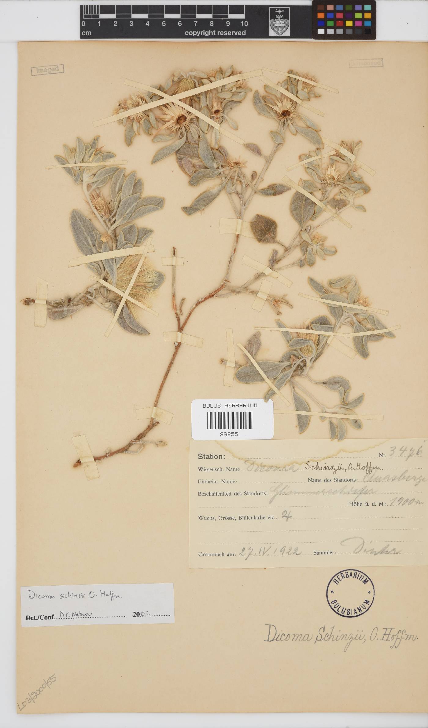 Dicoma schinzii image