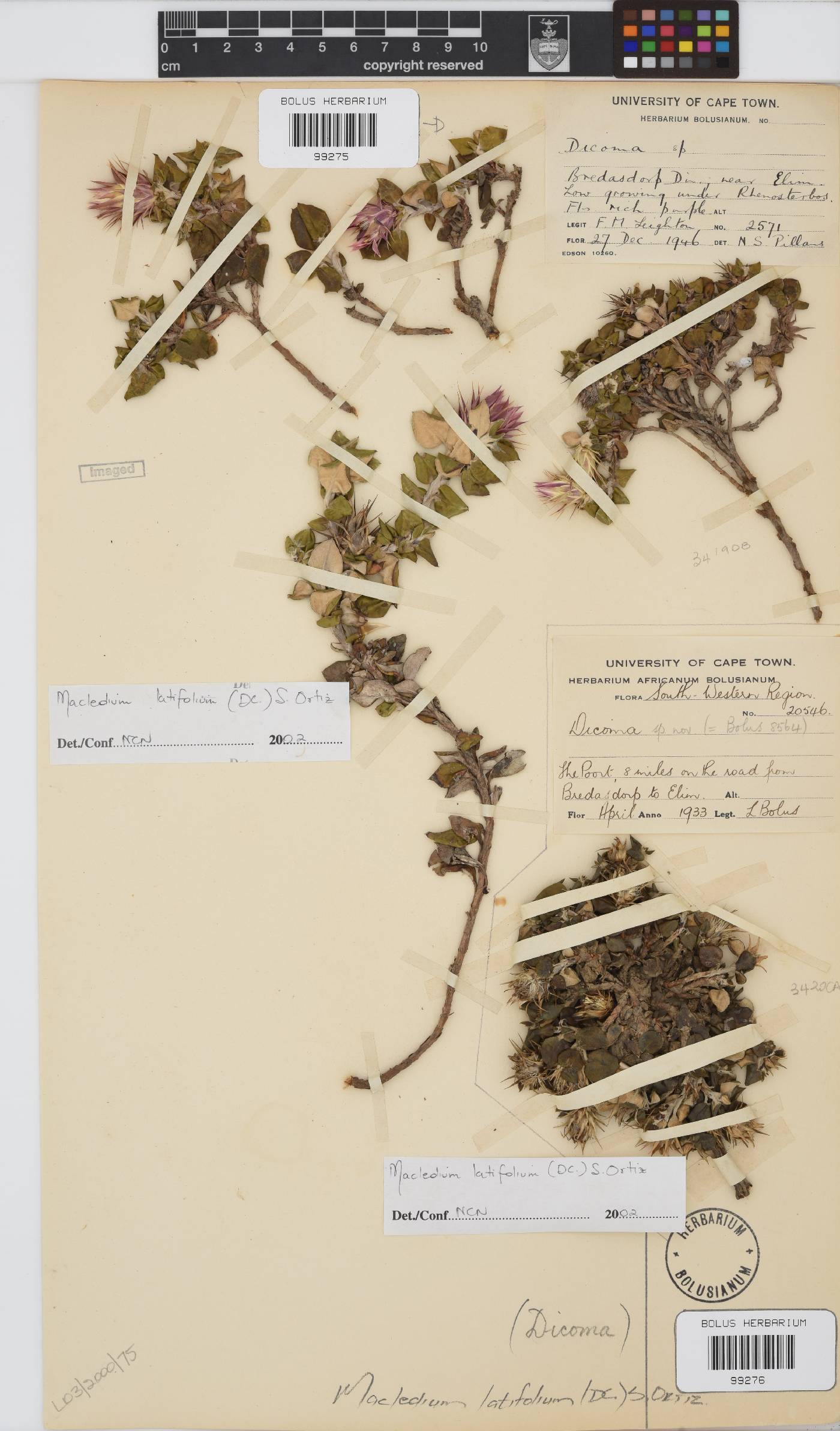 Macledium latifolium image