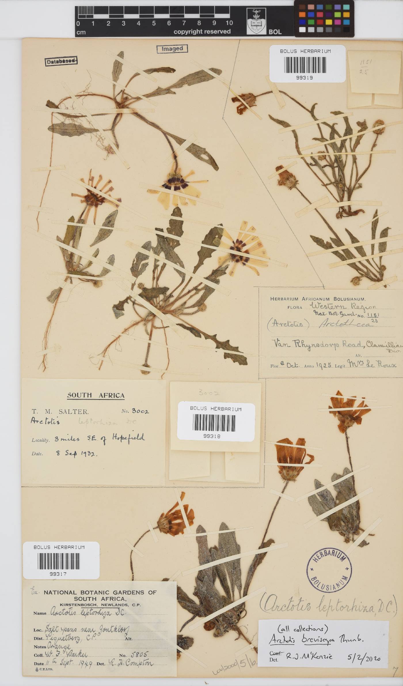 Arctotis breviscapa image