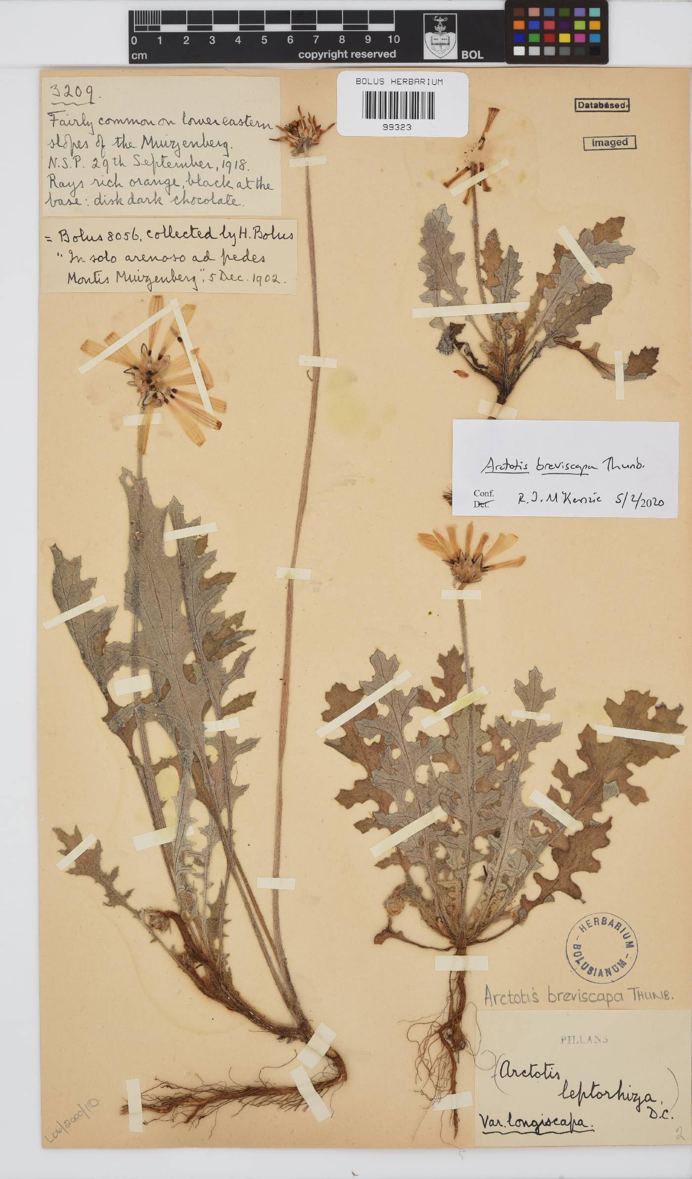 Arctotis breviscapa image