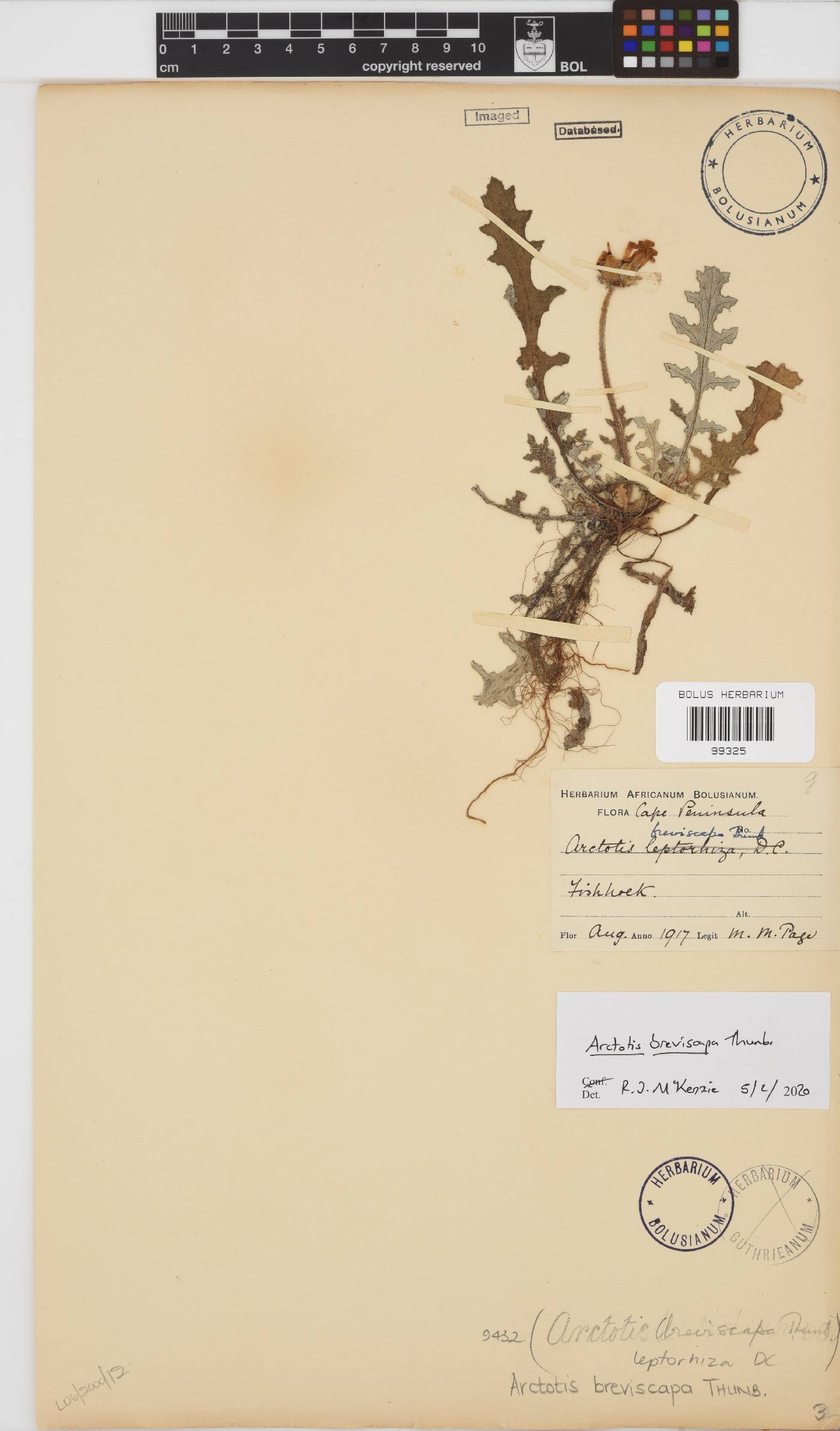 Arctotis breviscapa image