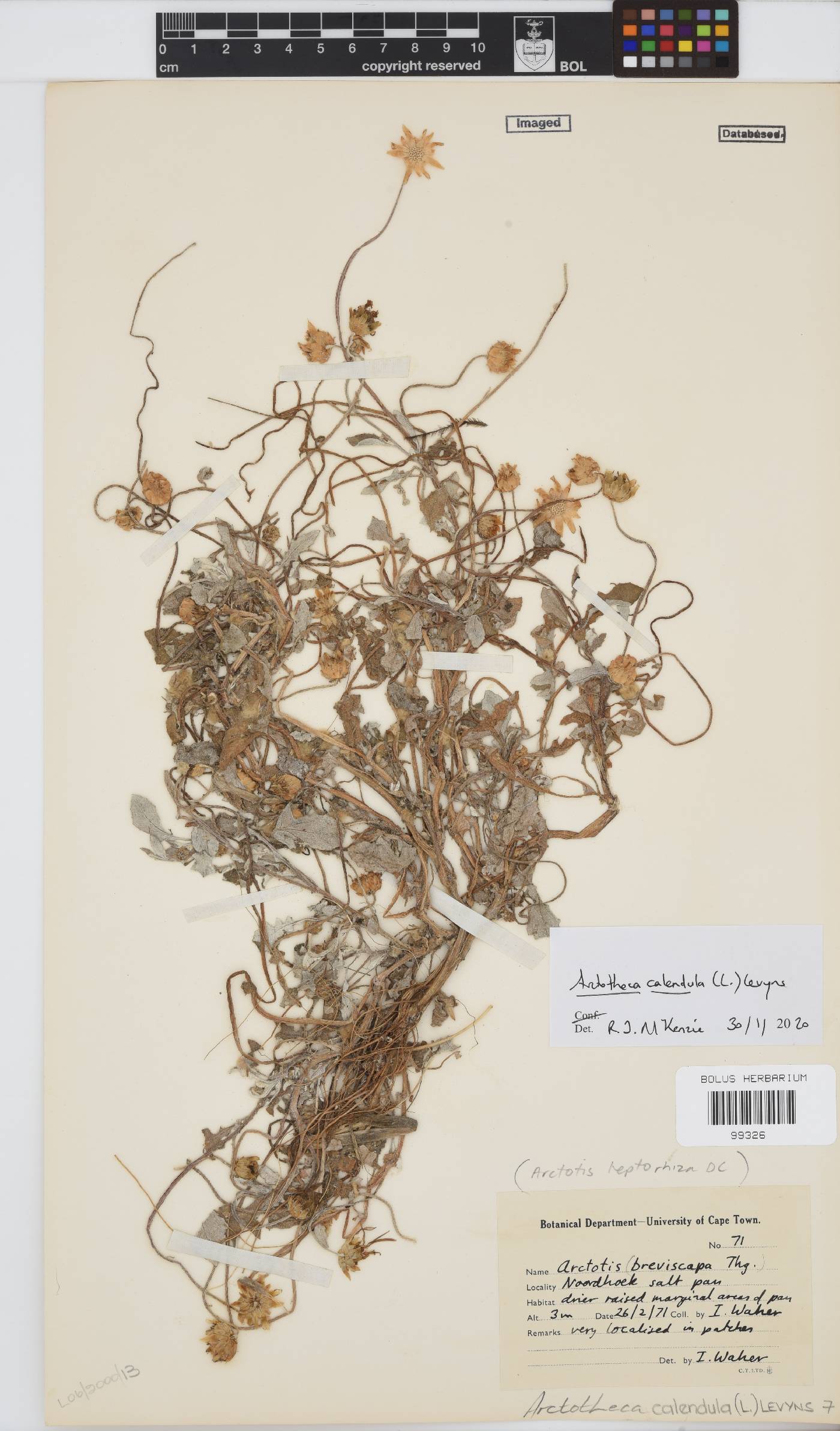 Arctotheca image