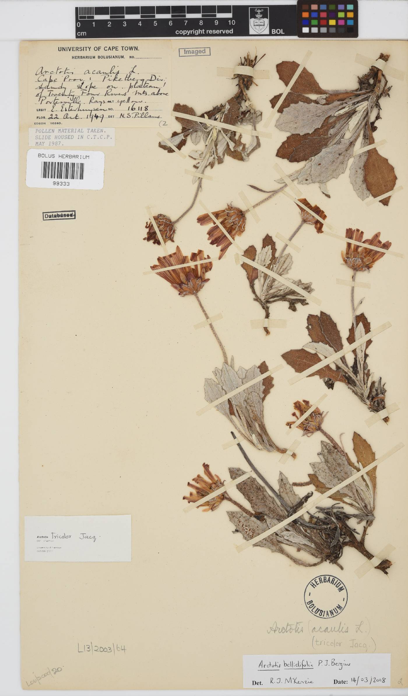 Arctotis bellidifolia image