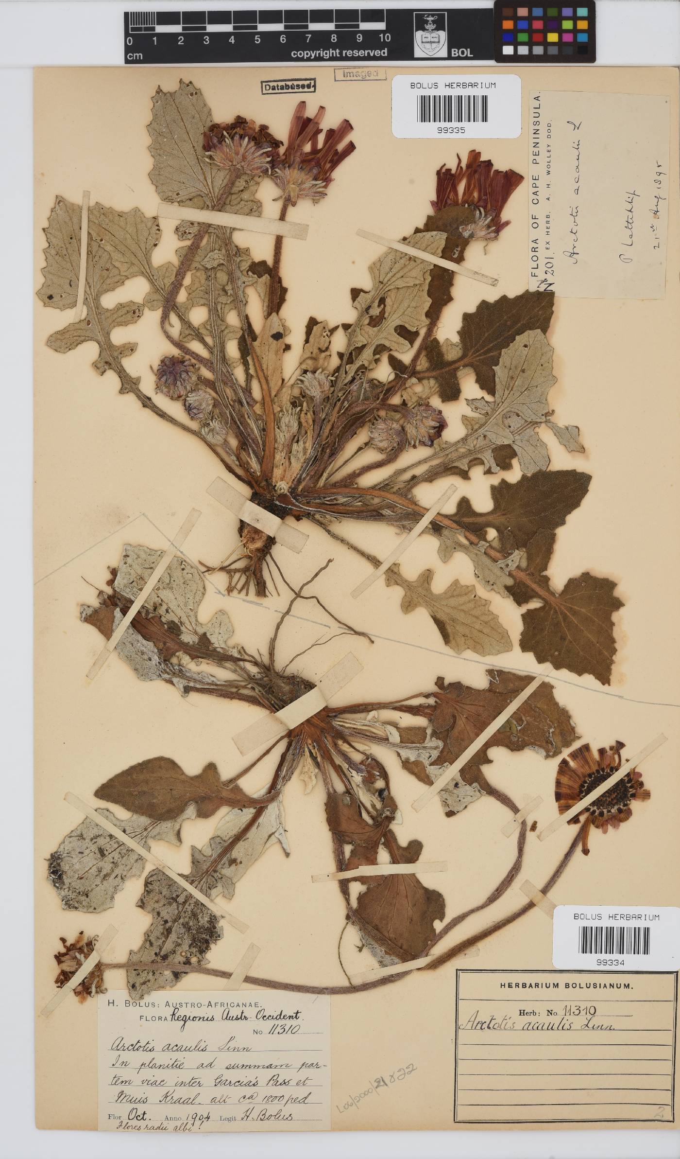 Arctotis acaulis image