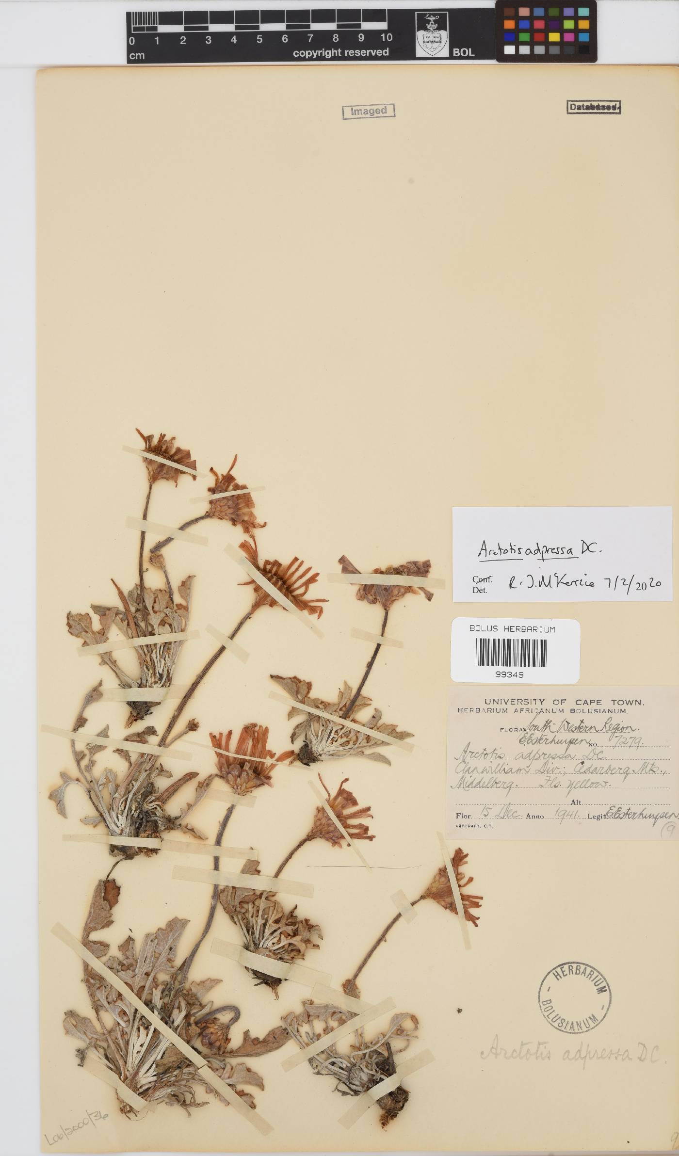 Arctotis adpressa image