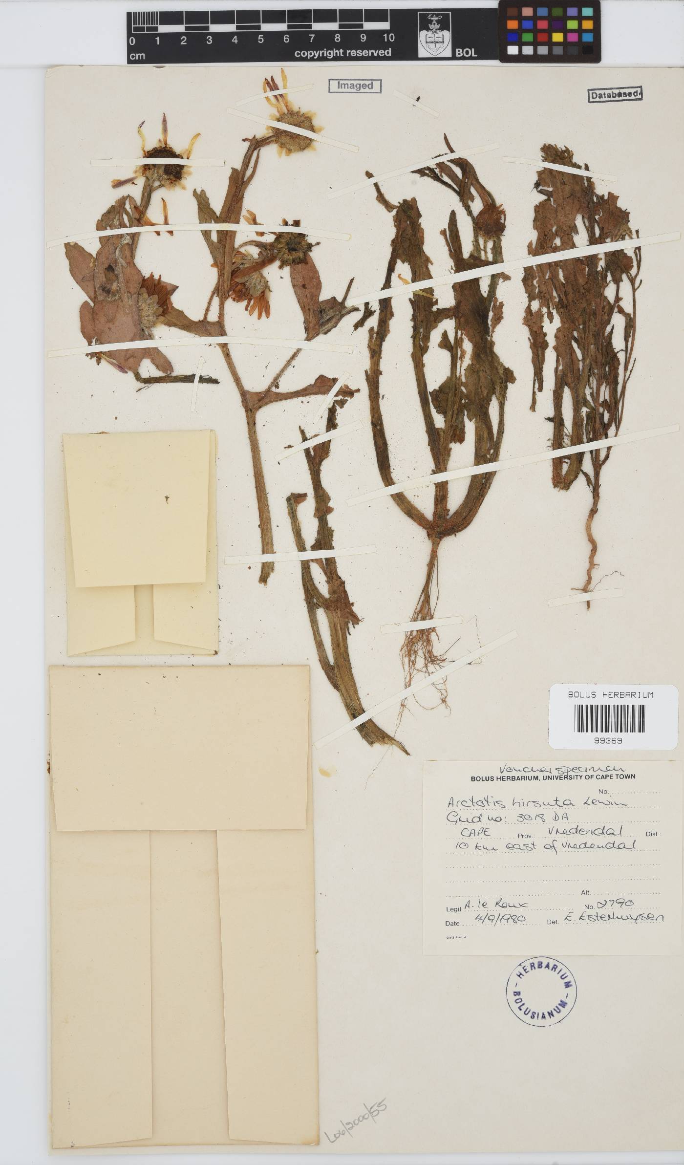 Arctotis hirsuta image