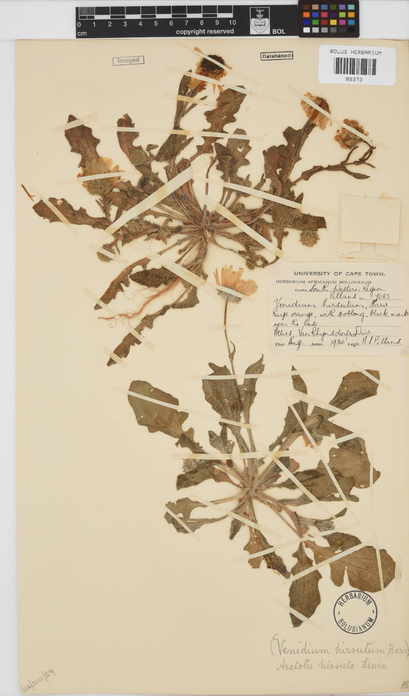 Arctotis hirsuta image