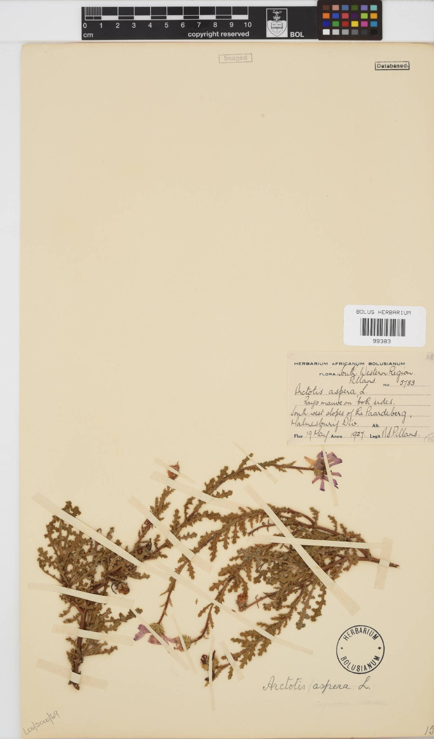 Arctotis aspera image