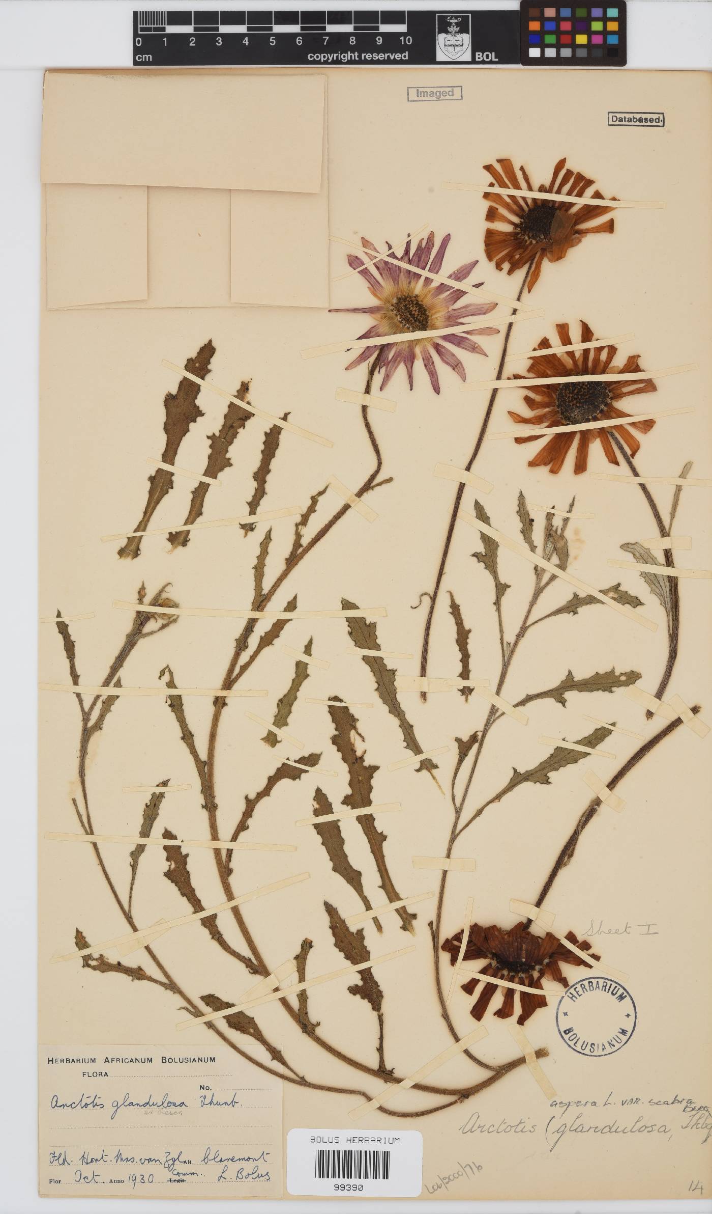 Arctotis aspera image