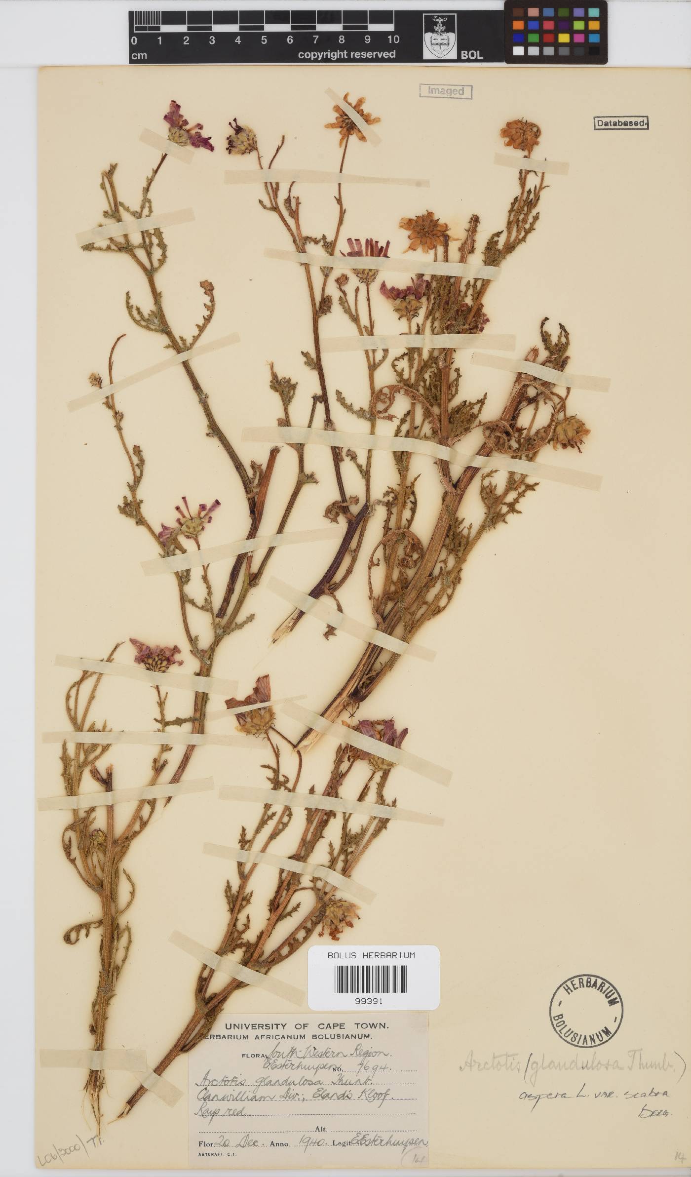 Arctotis aspera image
