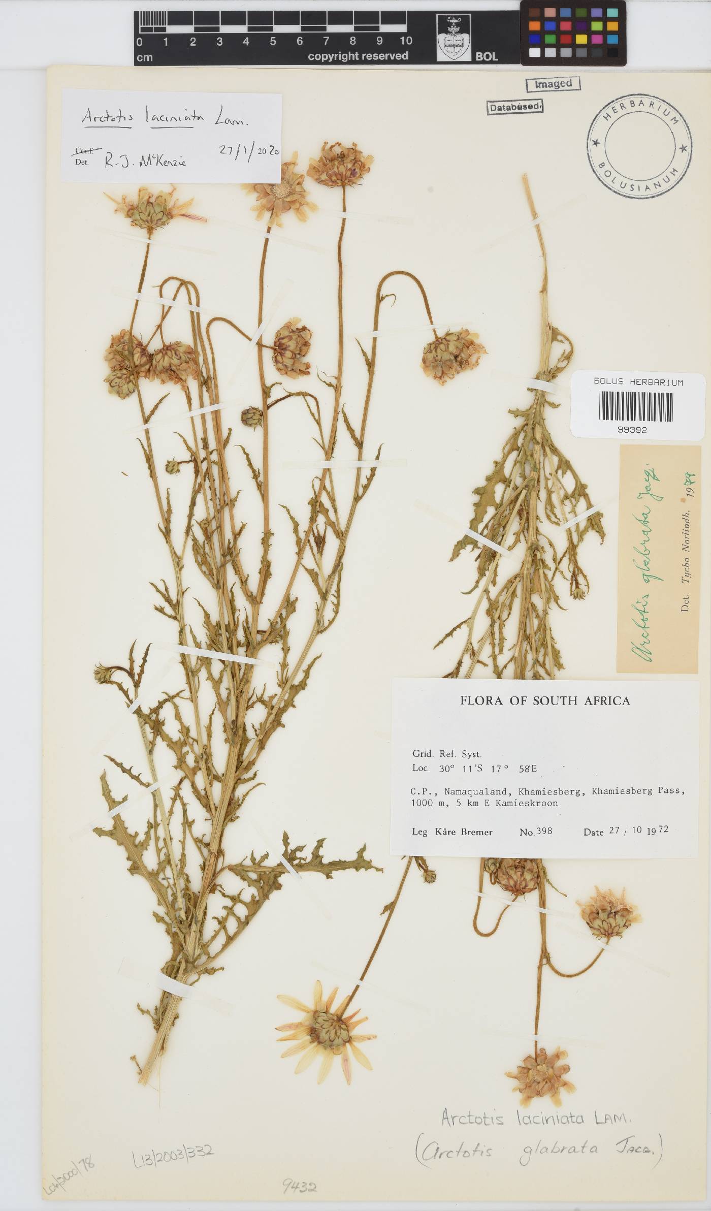 Arctotis laciniata image