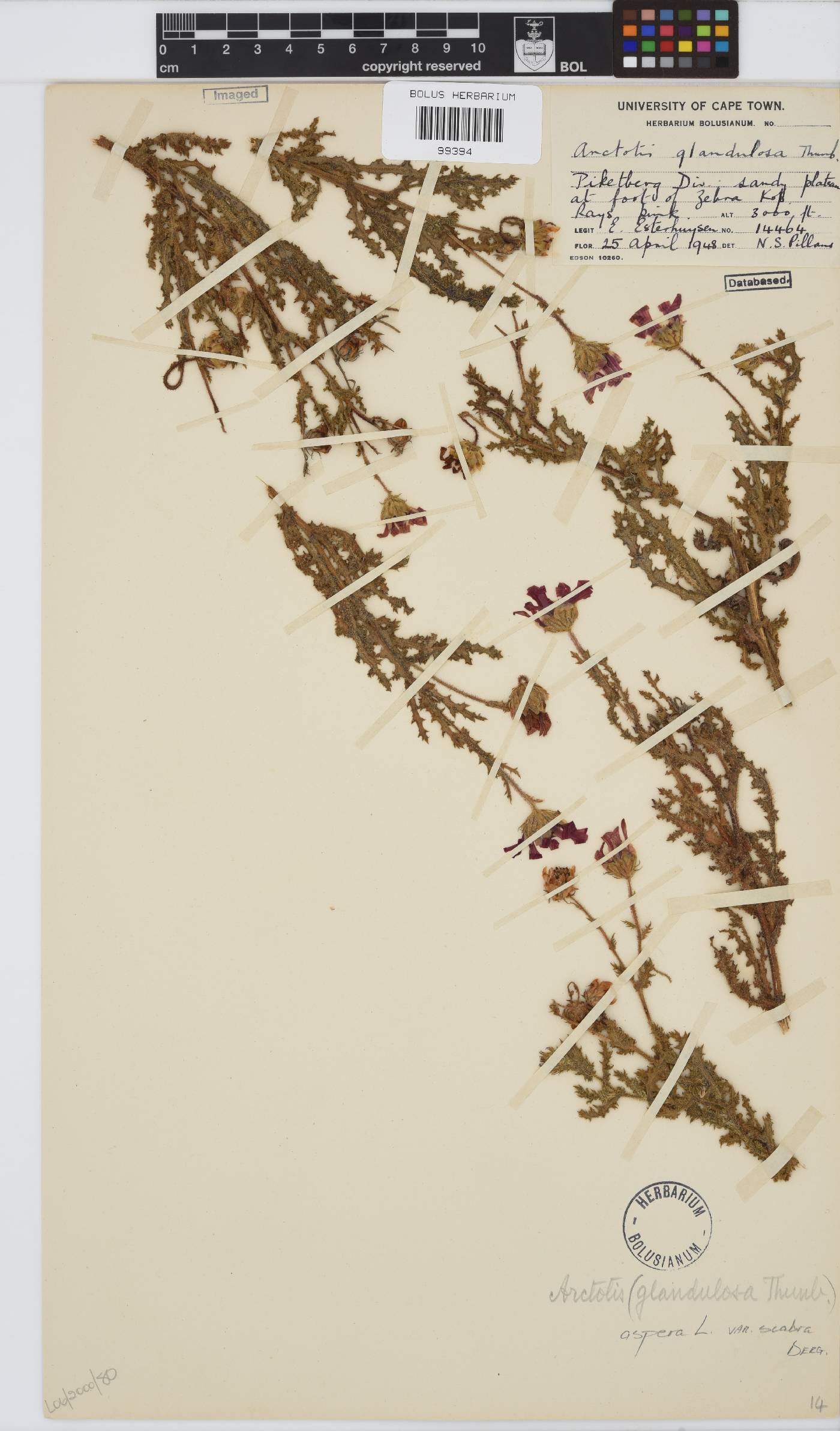 Arctotis aspera image