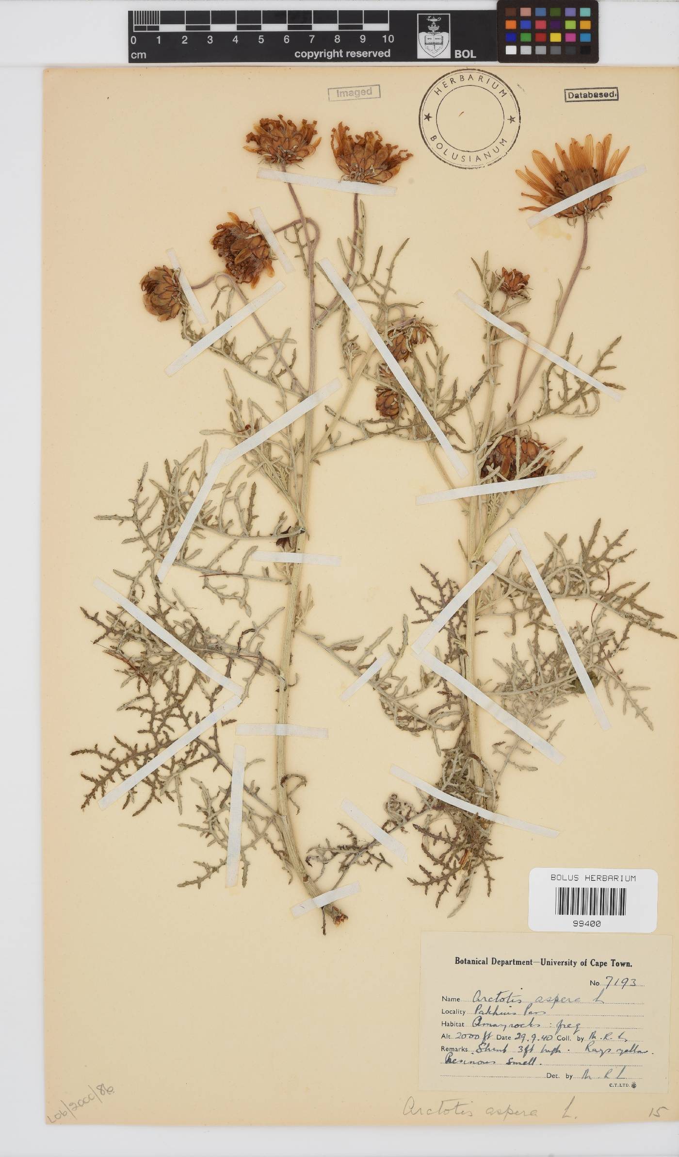 Arctotis aspera image