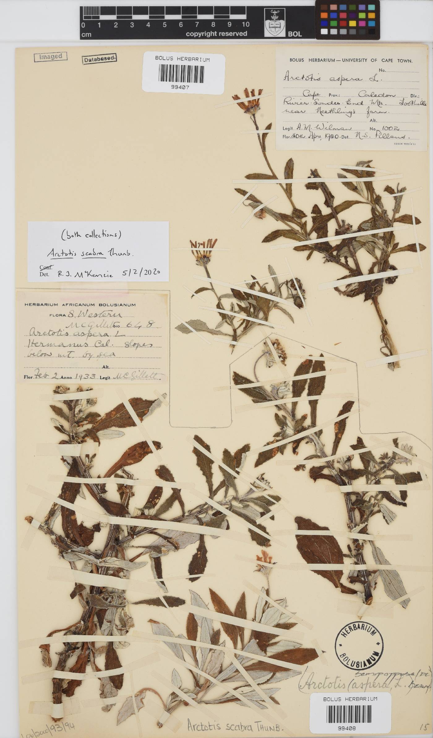 Arctotis scabra image