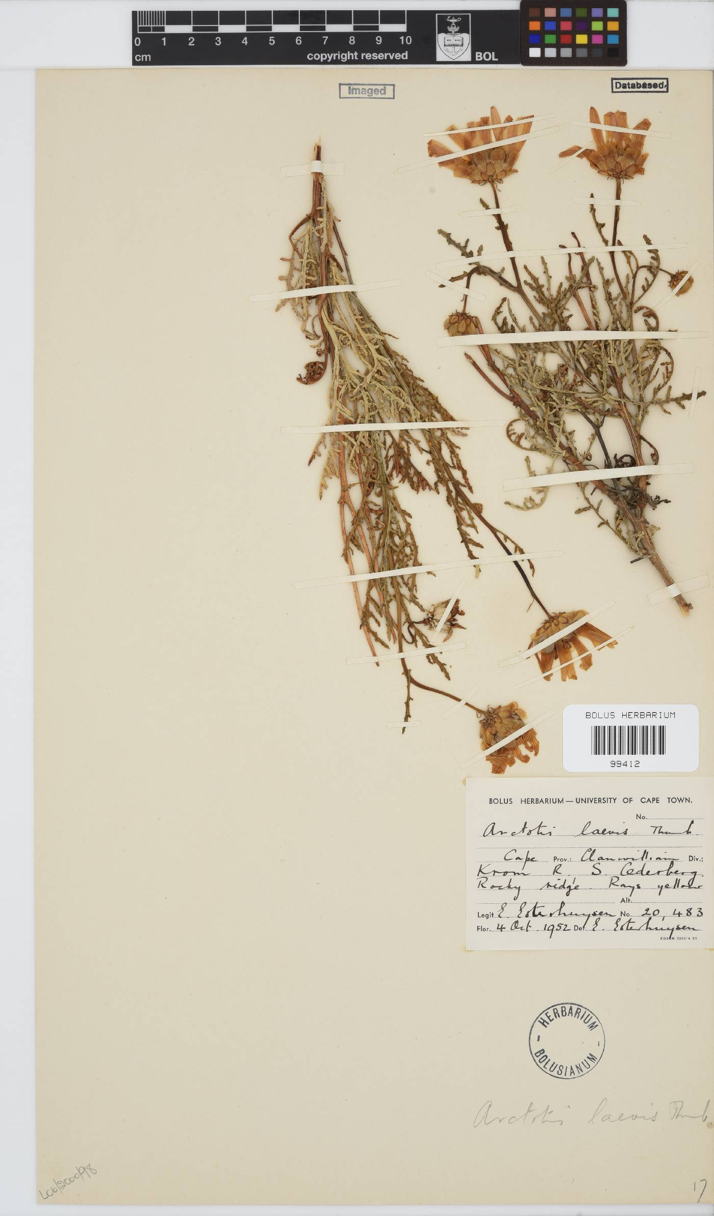 Arctotis laciniata image
