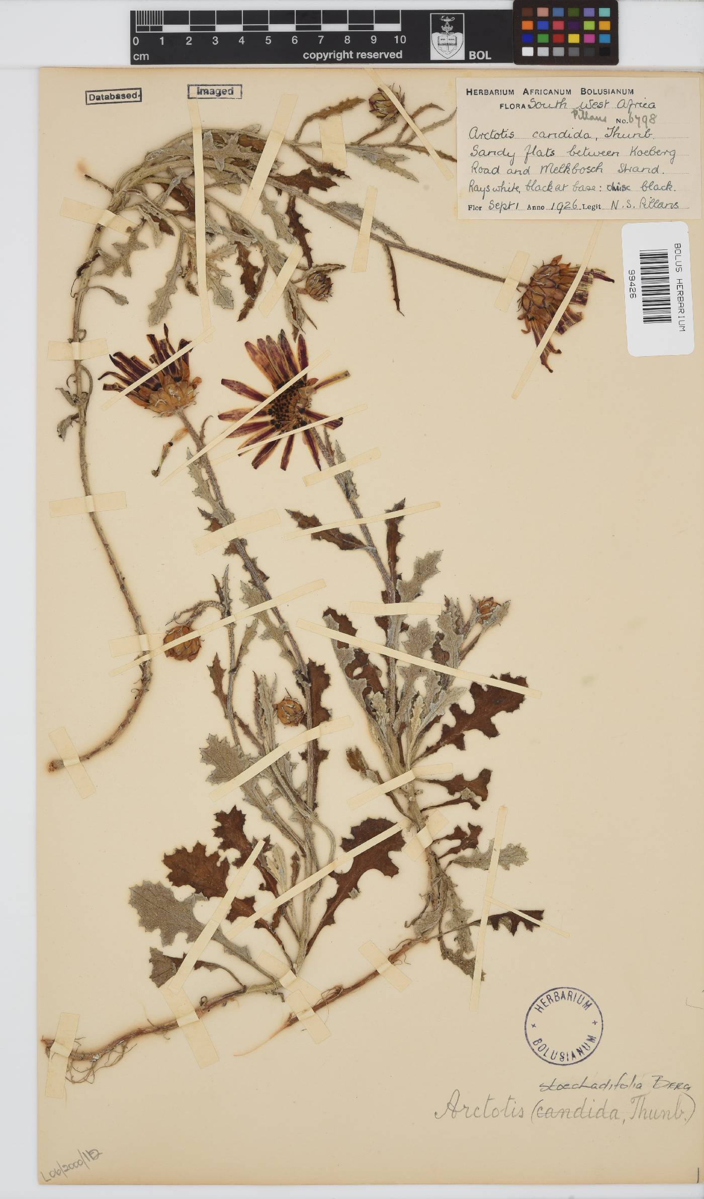 Arctotis stoechadifolia image