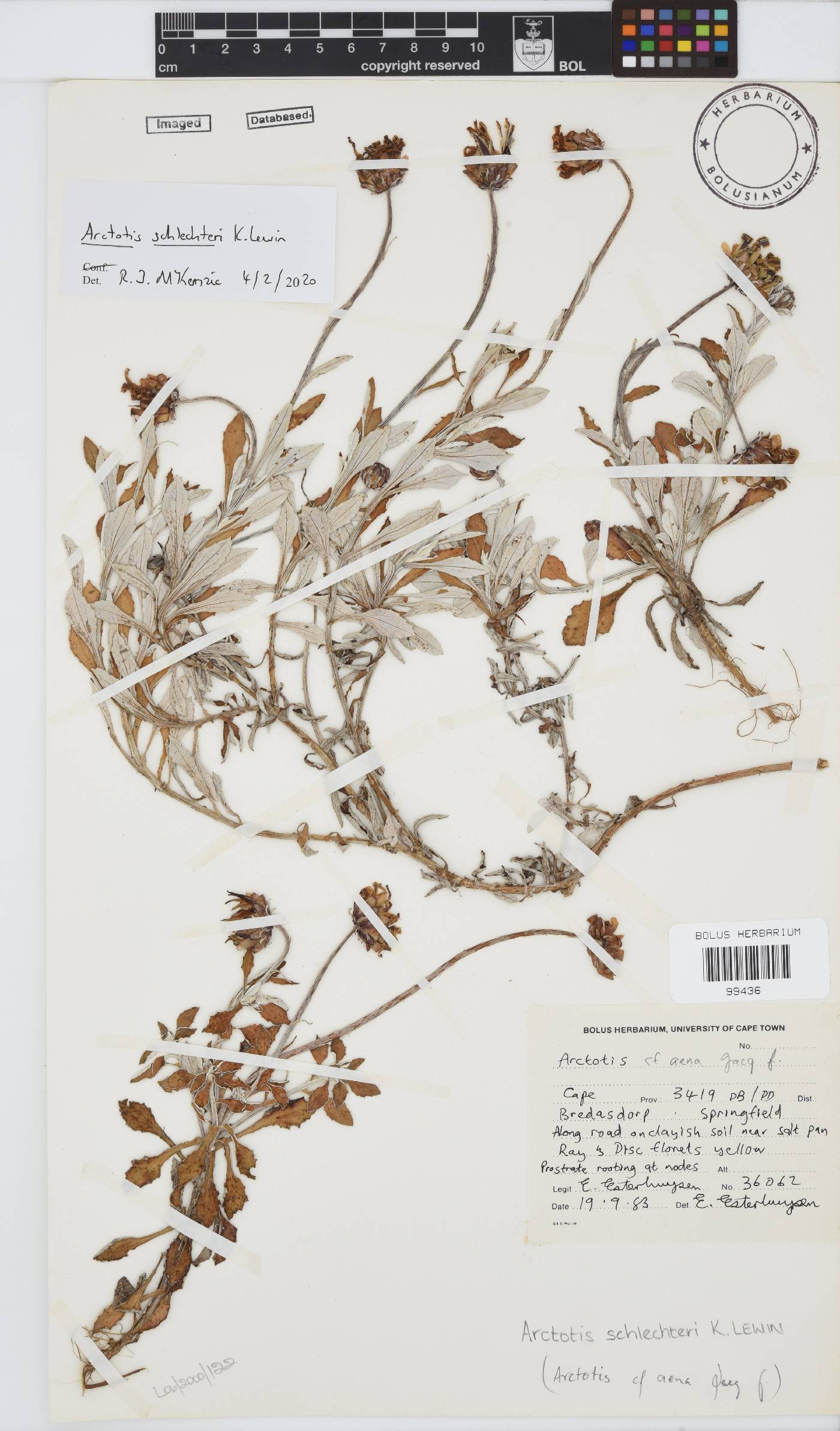 Arctotis schlechteri image