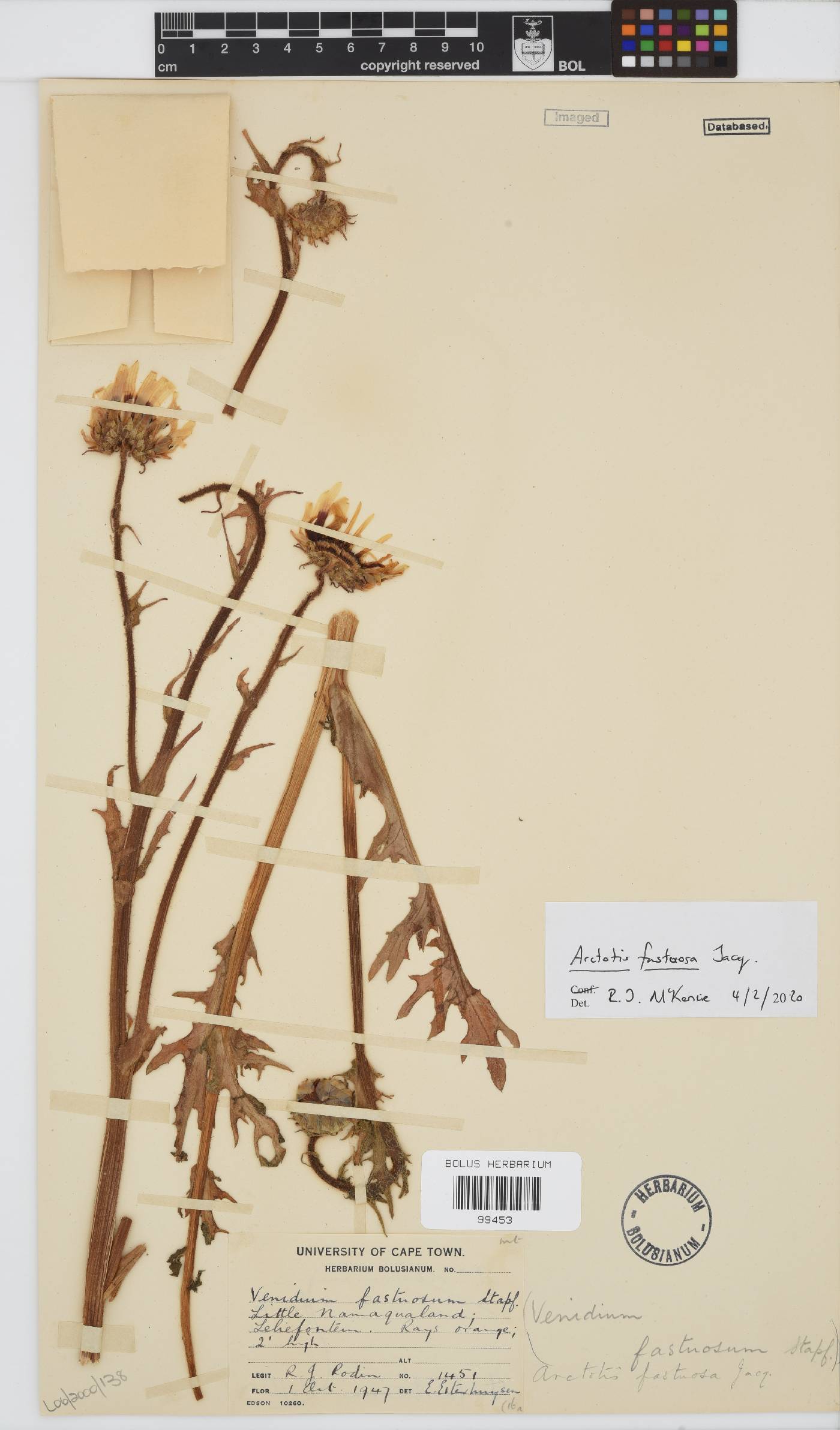 Arctotis fastuosa image