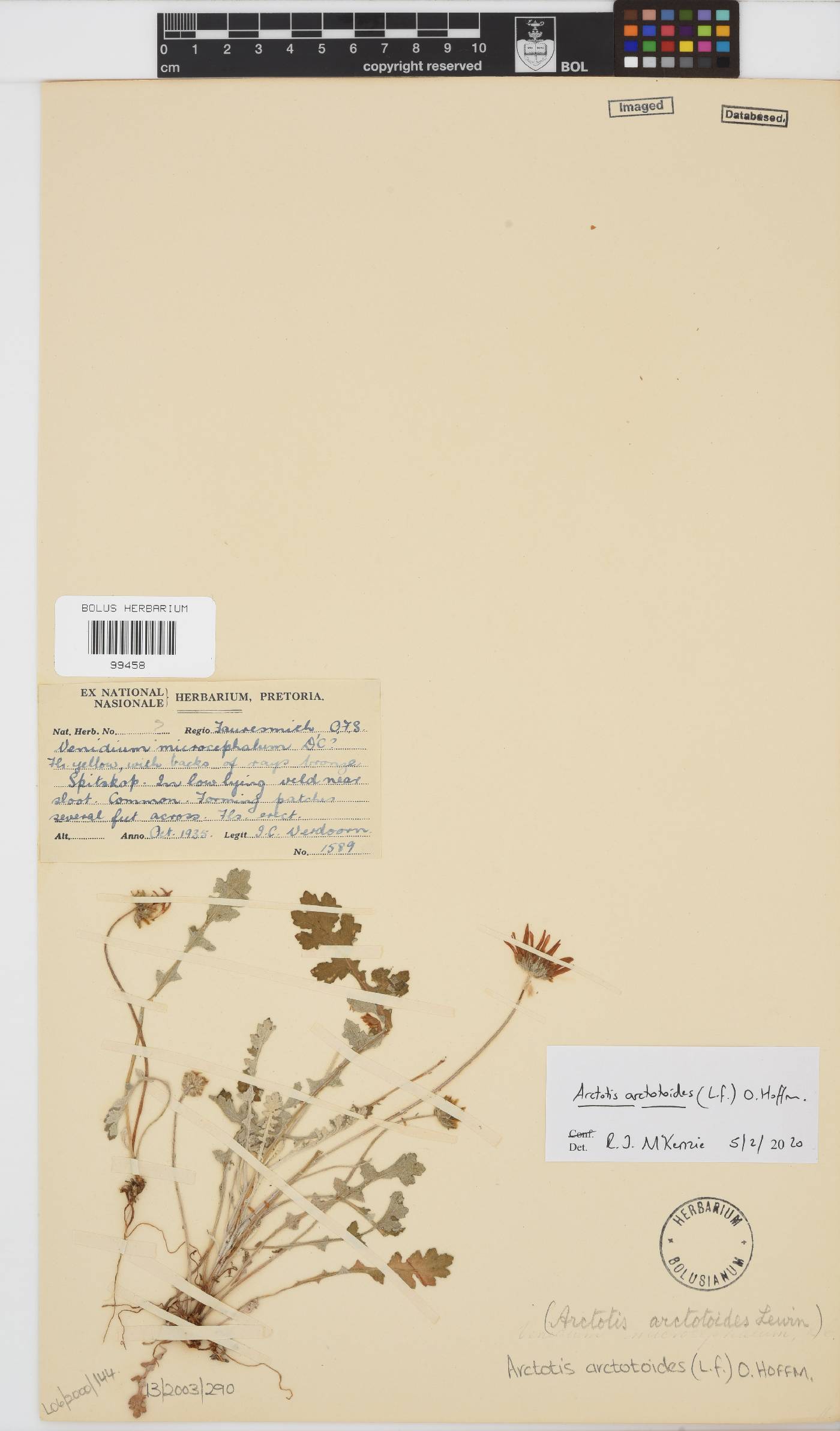 Arctotis arctotoides image