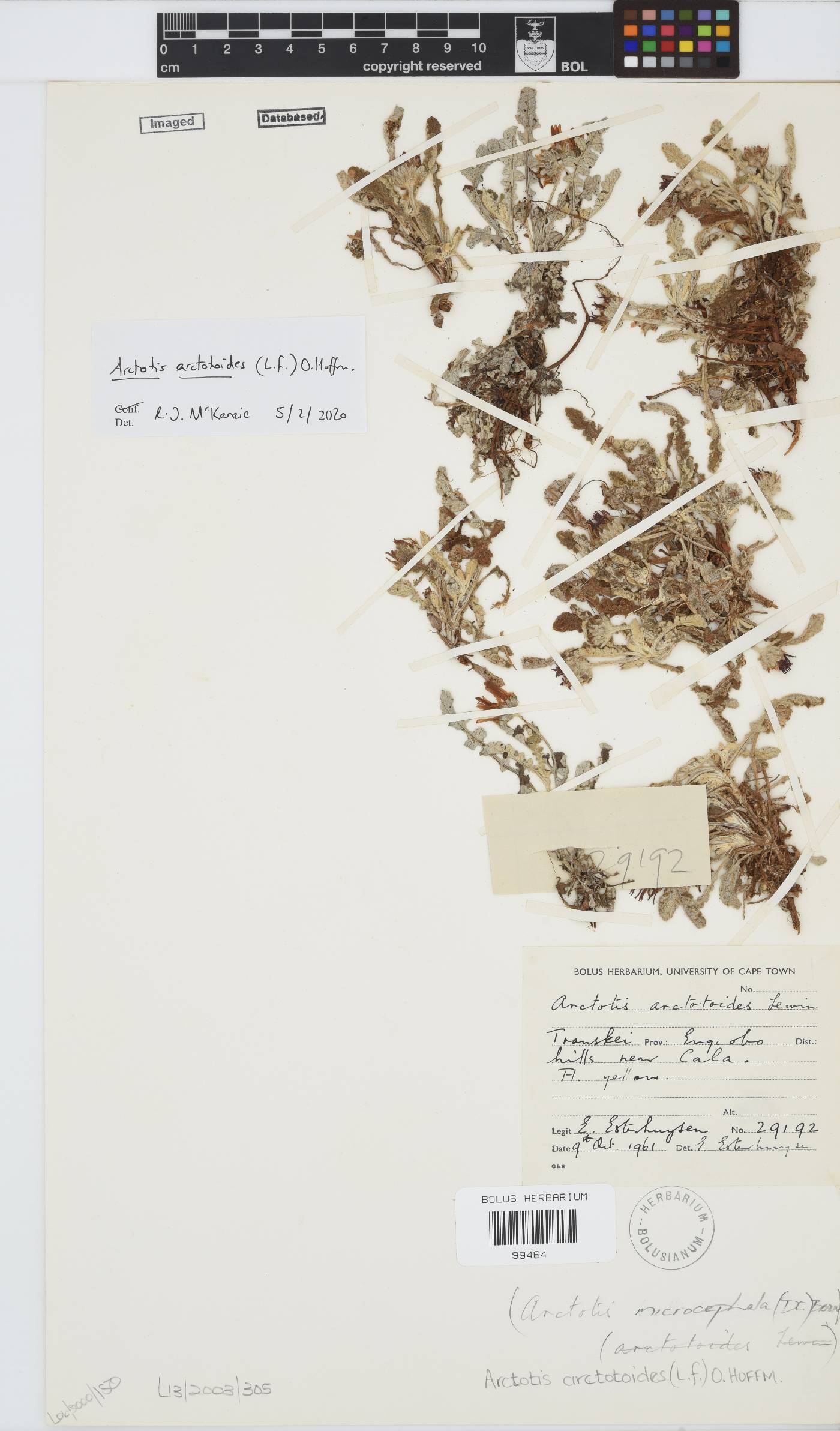 Arctotis arctotoides image