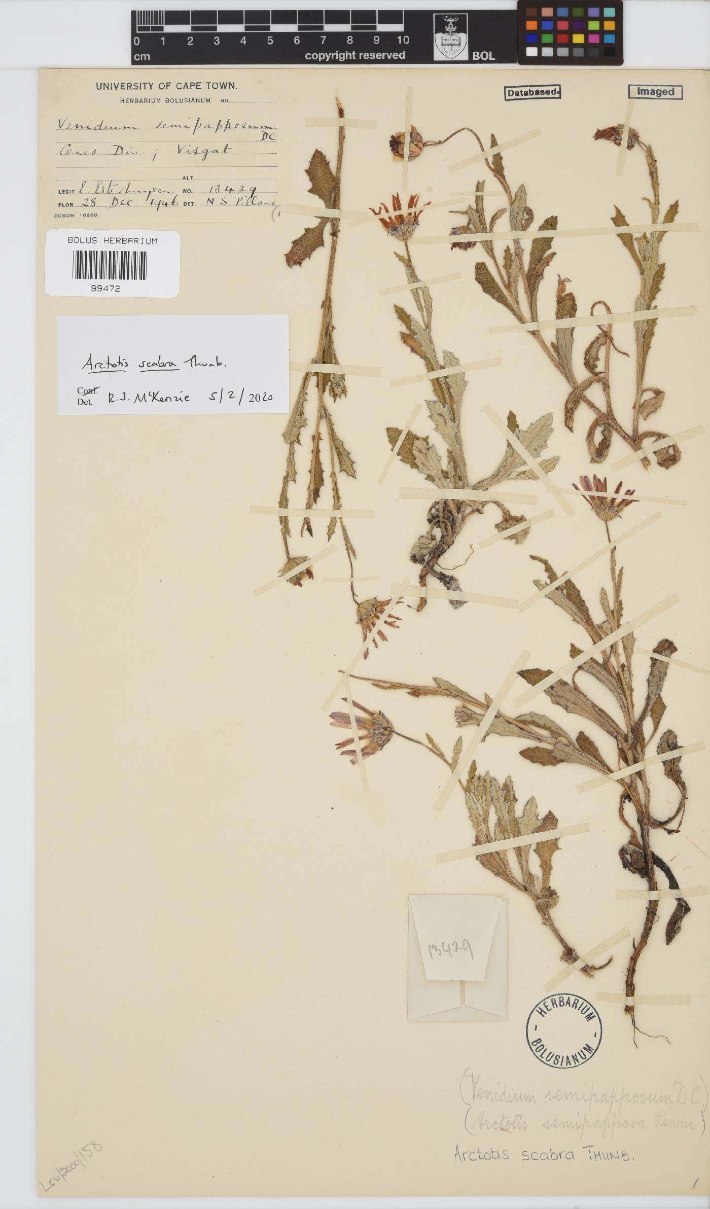 Arctotis scabra image
