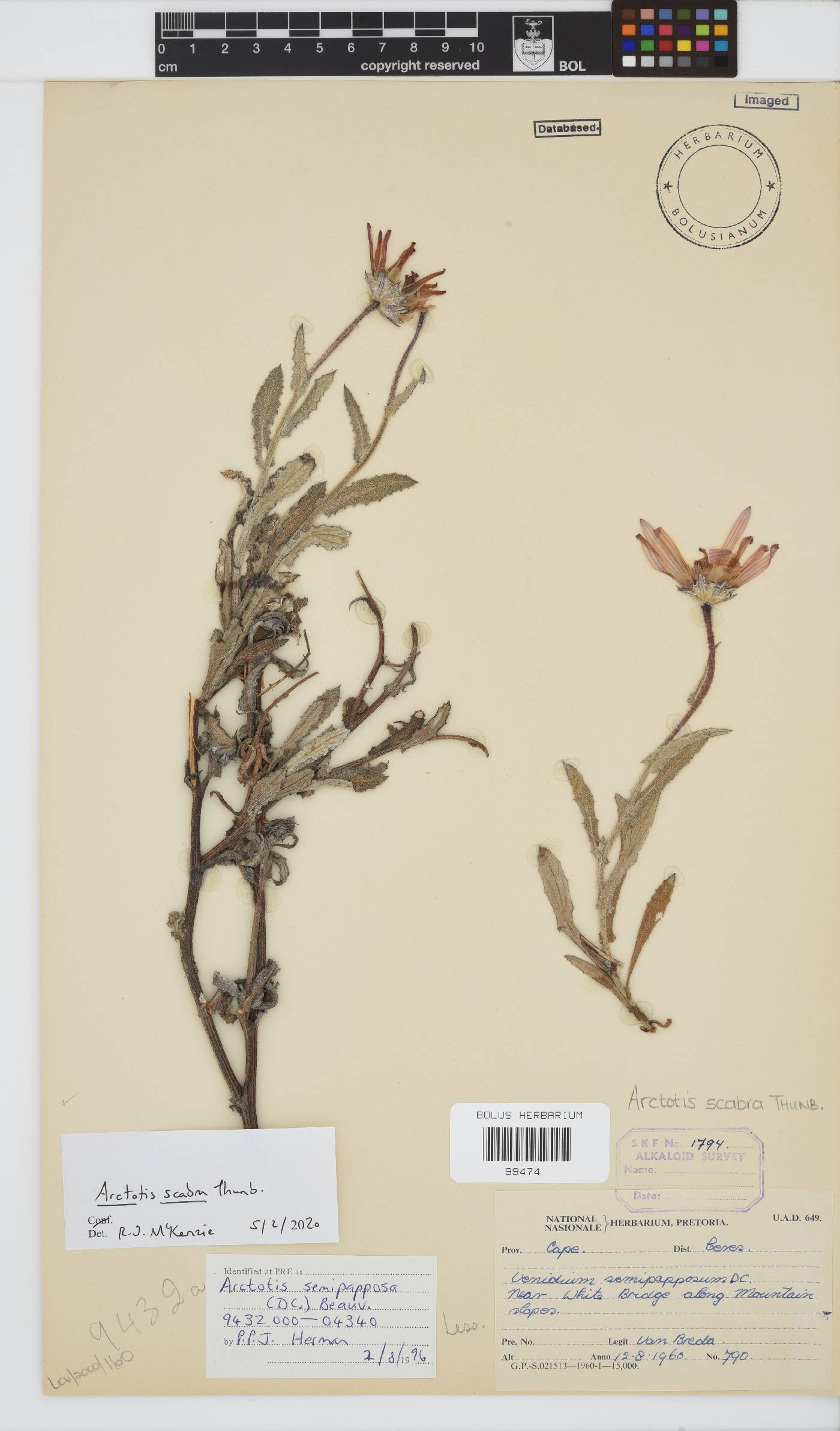 Arctotis scabra image