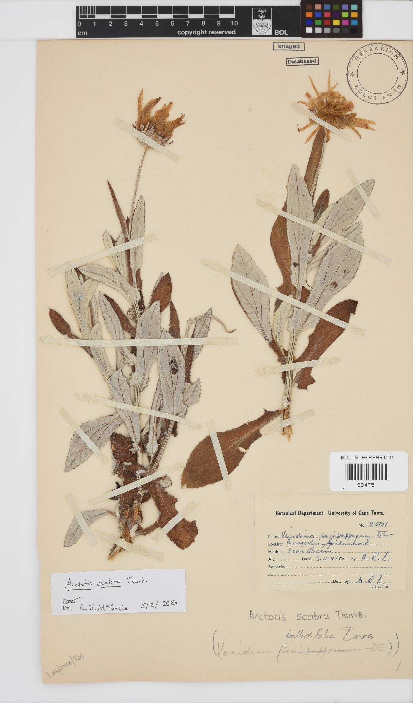 Arctotis scabra image