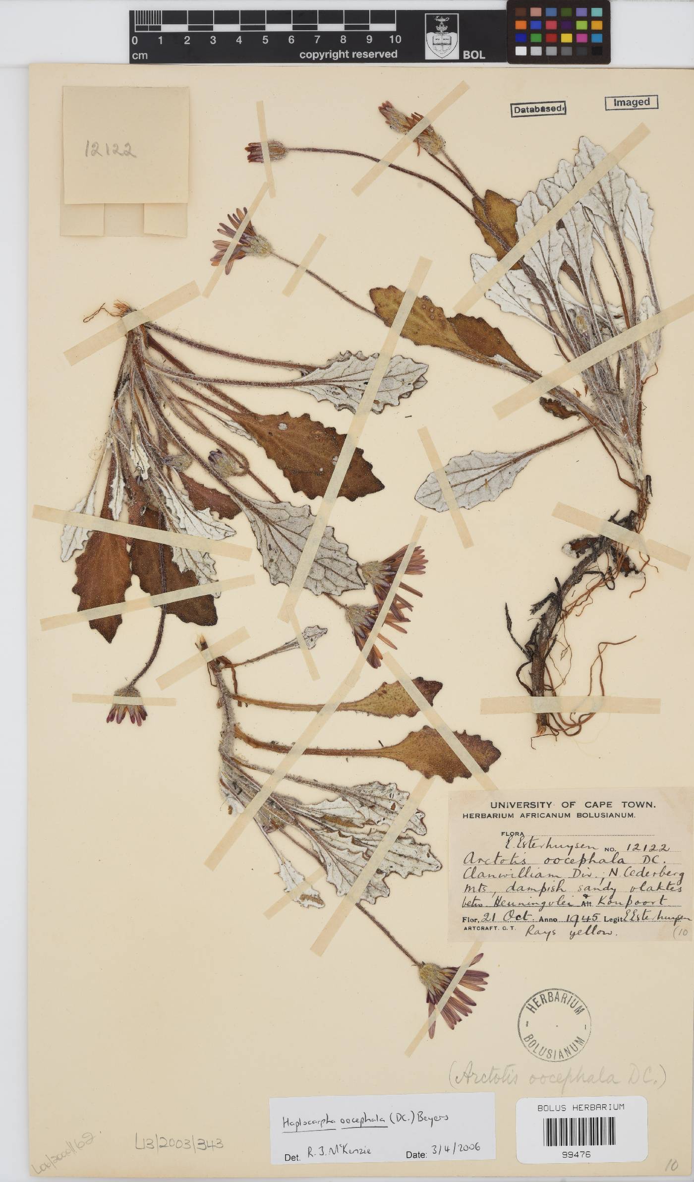 Haplocarpha oocephala image