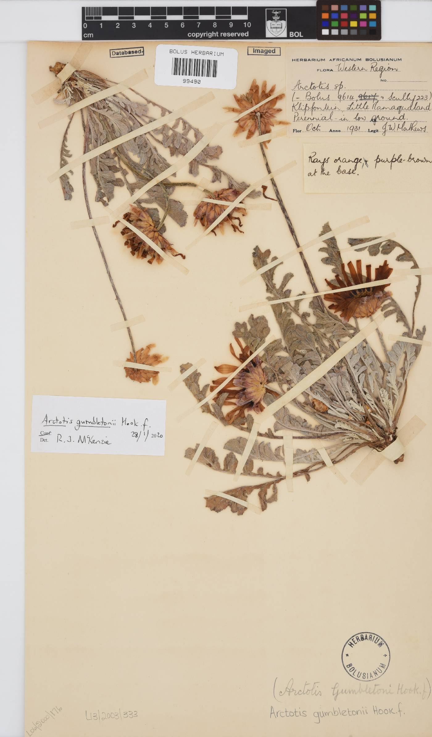 Arctotis gumbletonii image