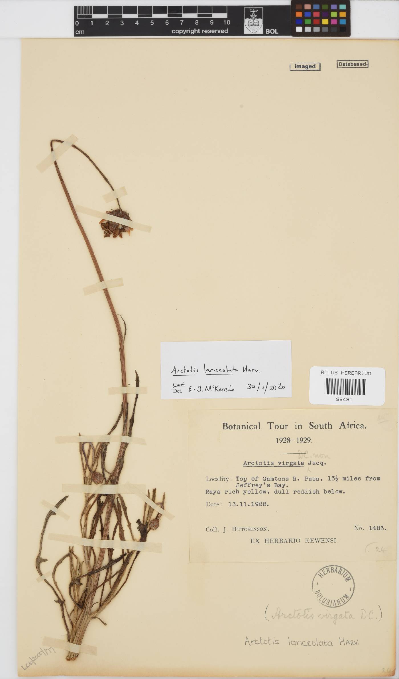 Arctotis lanceolata image