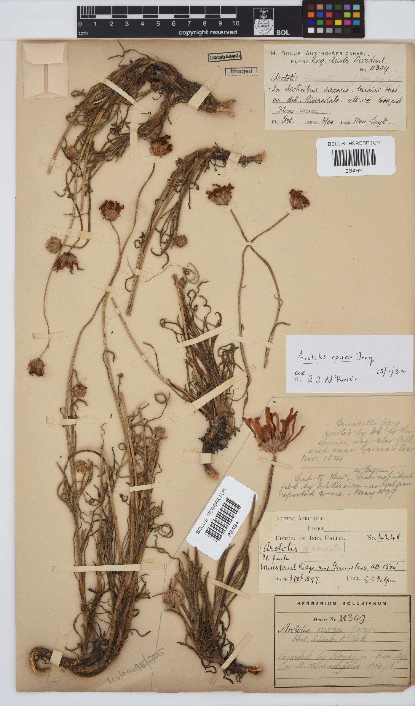 Arctotis stoechadifolia image